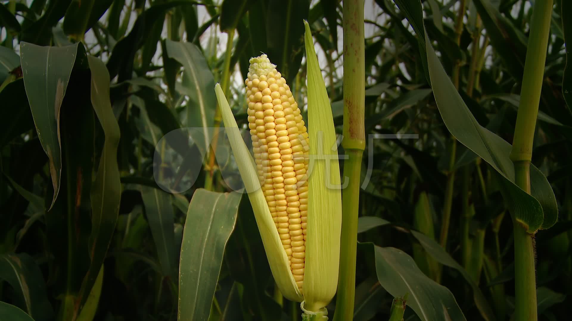 视频素材 实拍视频 工业农业 玉米棒 来自视频原始文件或预览原始文件