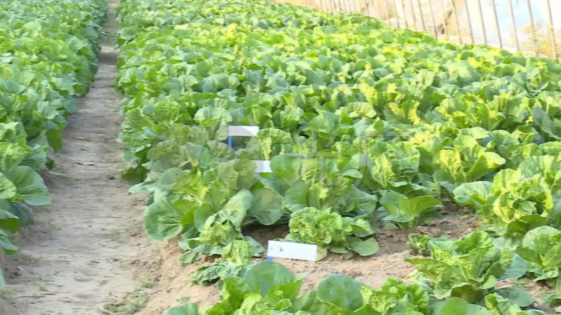 有机肥种植蔬菜大棚肥料包菜