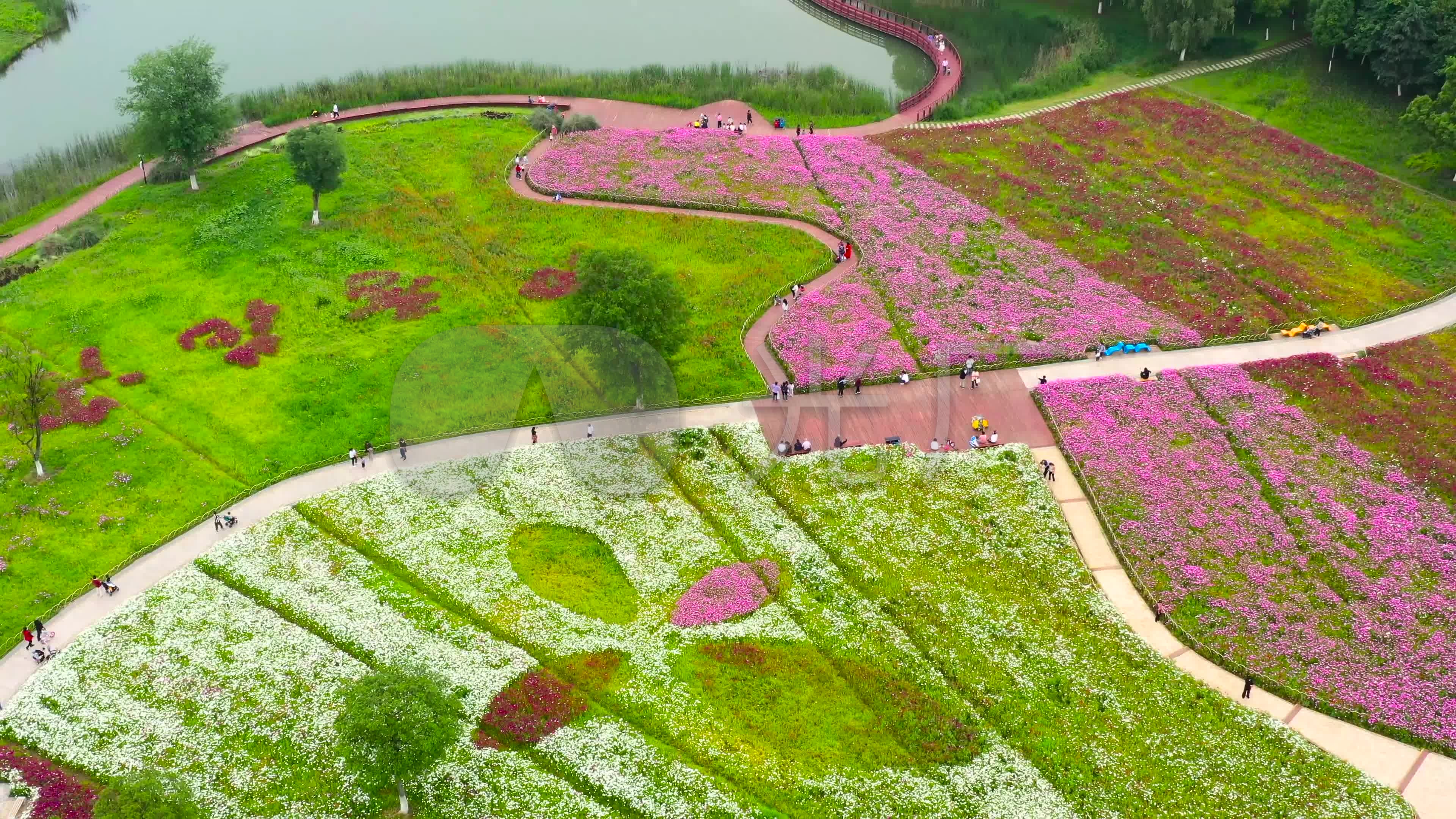 航拍合肥四季花海,花的海洋,城市公园