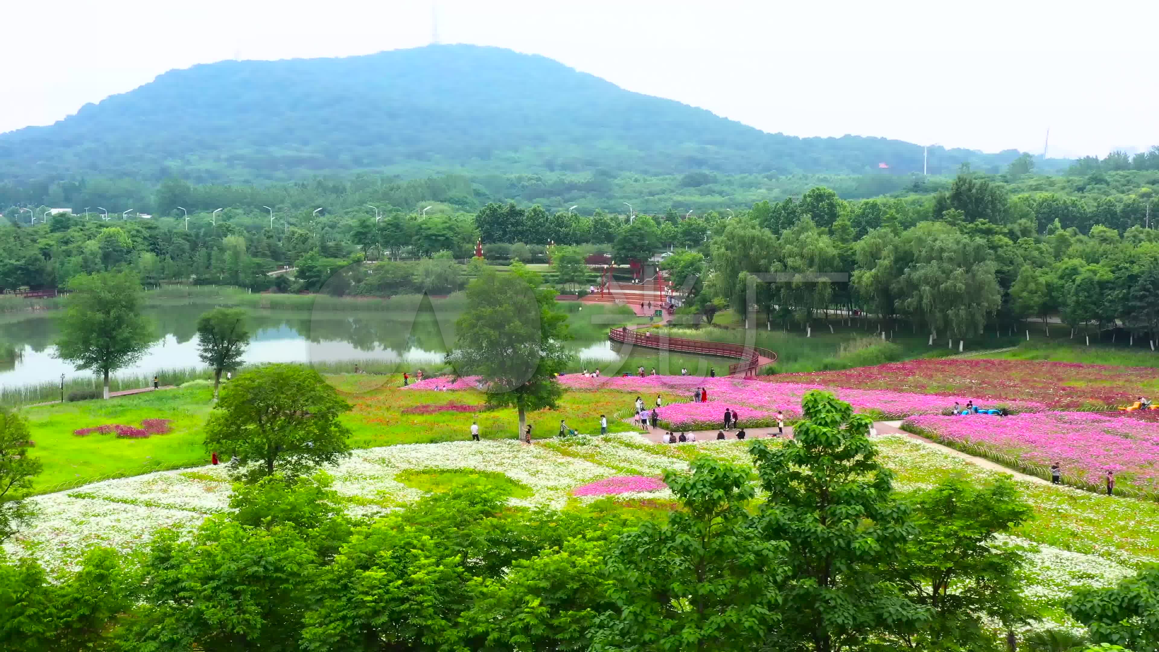 航拍合肥四季花海,花的海洋,城市公园