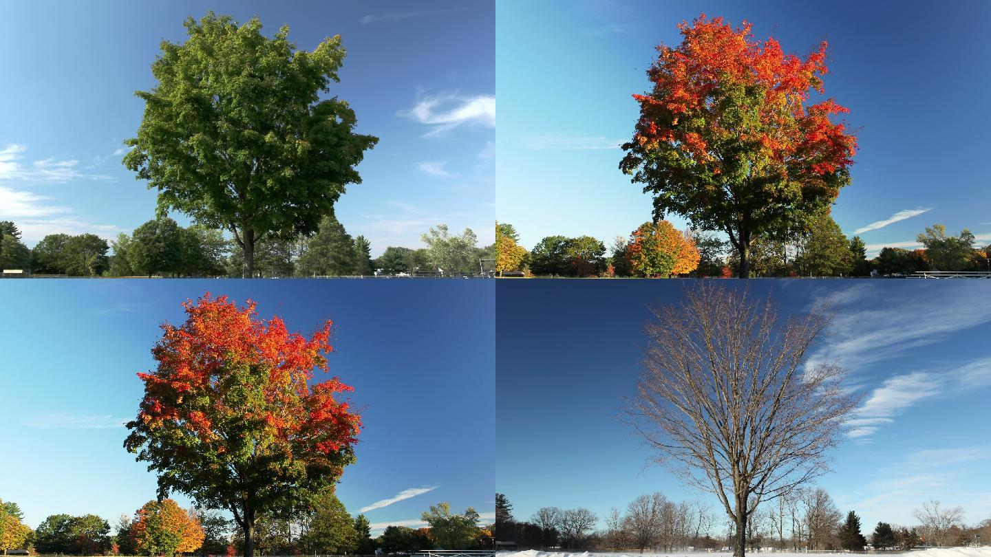 春夏秋冬四个不同的季节树的不同状态