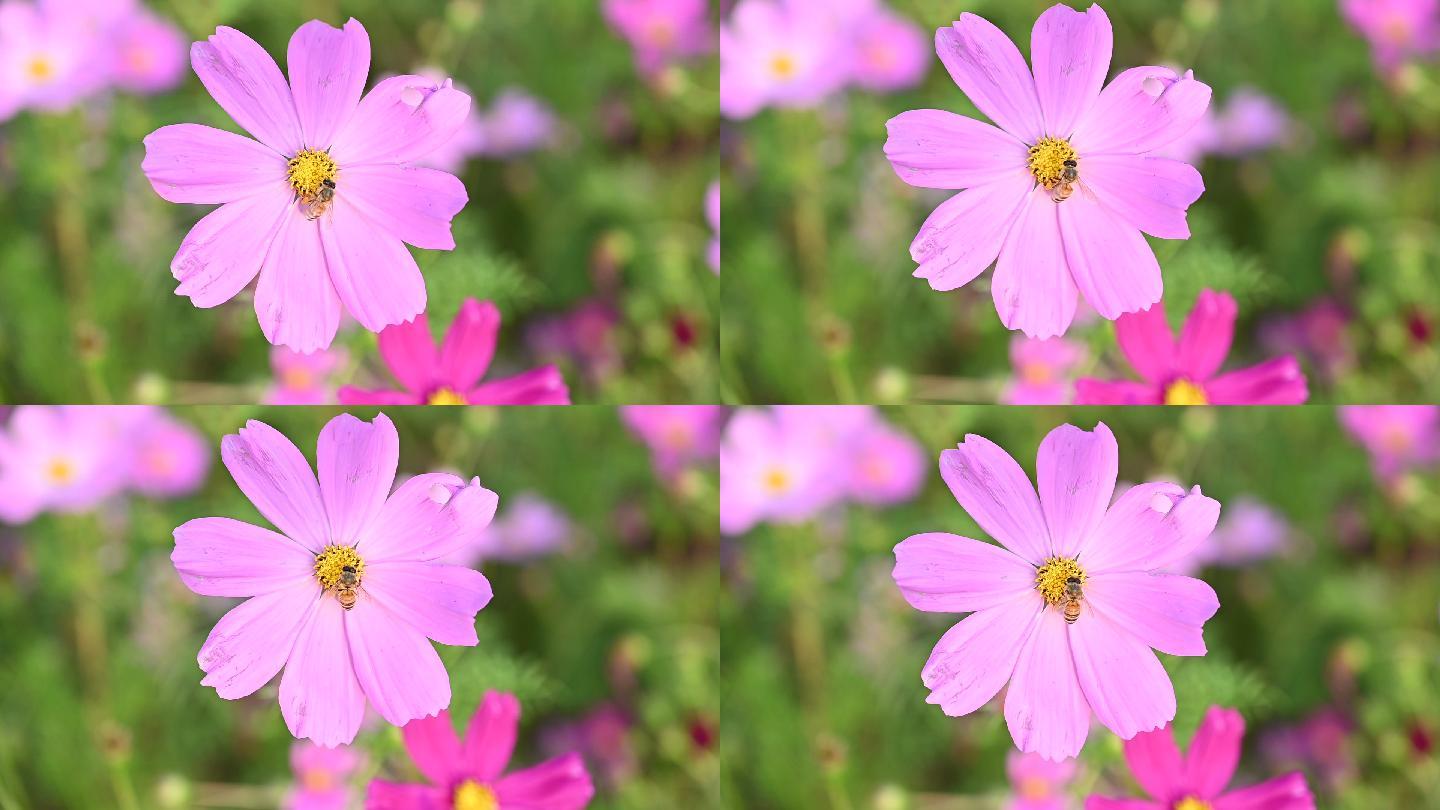 实拍高清120帧花朵蜜蜂视频_1920x1080_高清视频素材下载(编号