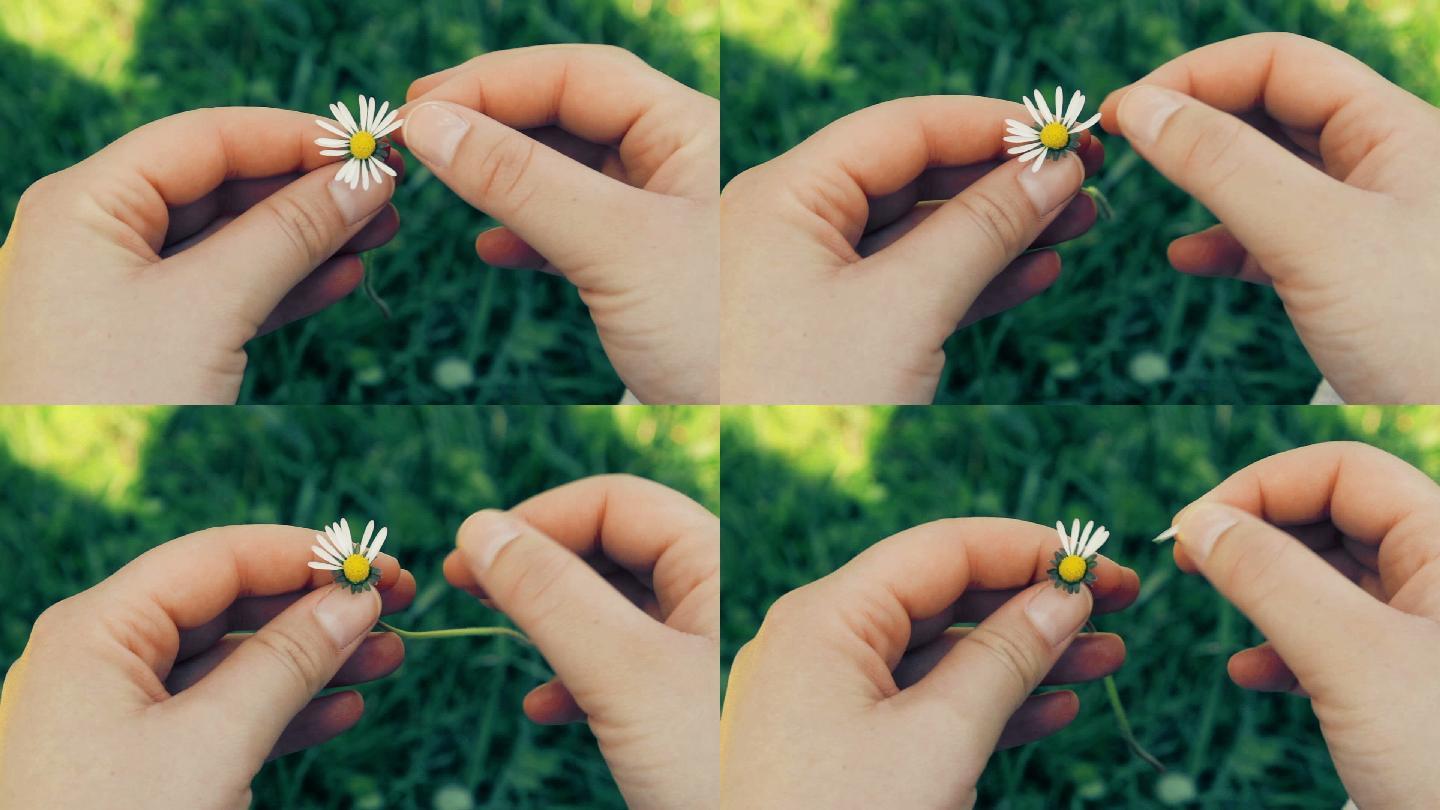 揪花瓣