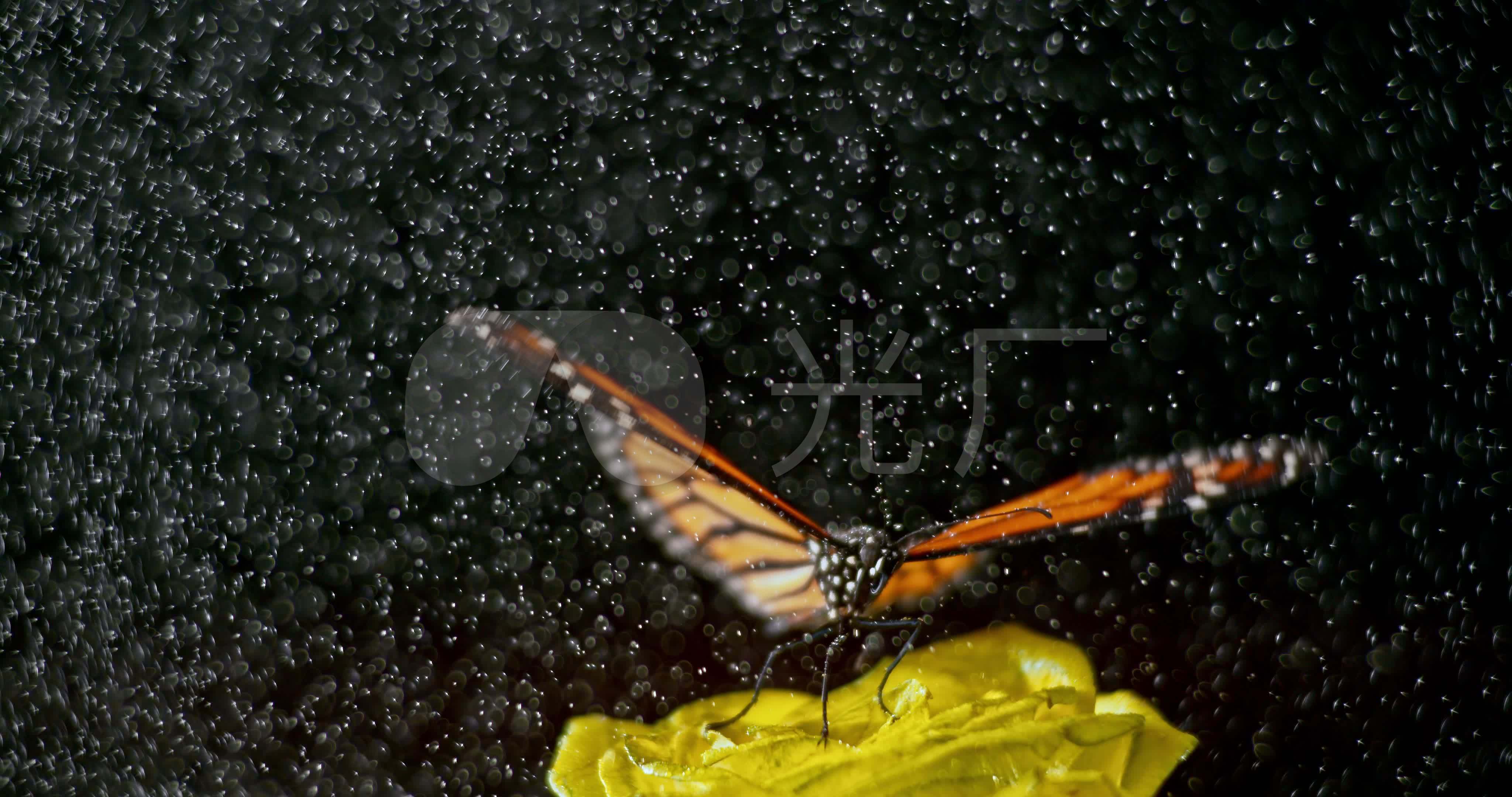 雨中飞舞的蝴蝶_4096x2160_高清视频素材下载(编号:)