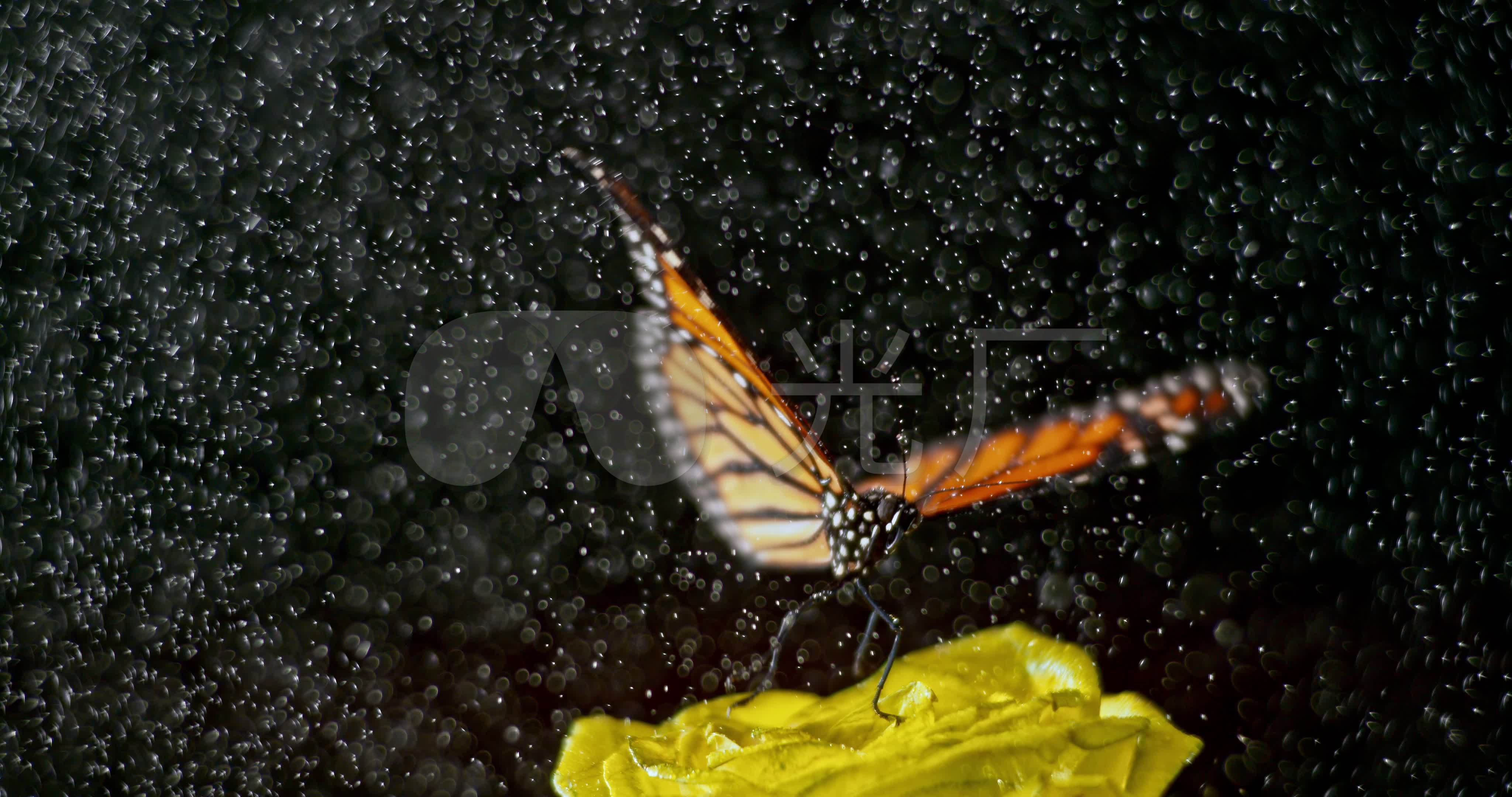 雨中飞舞的蝴蝶_4096x2160_高清视频素材下载(编号:)