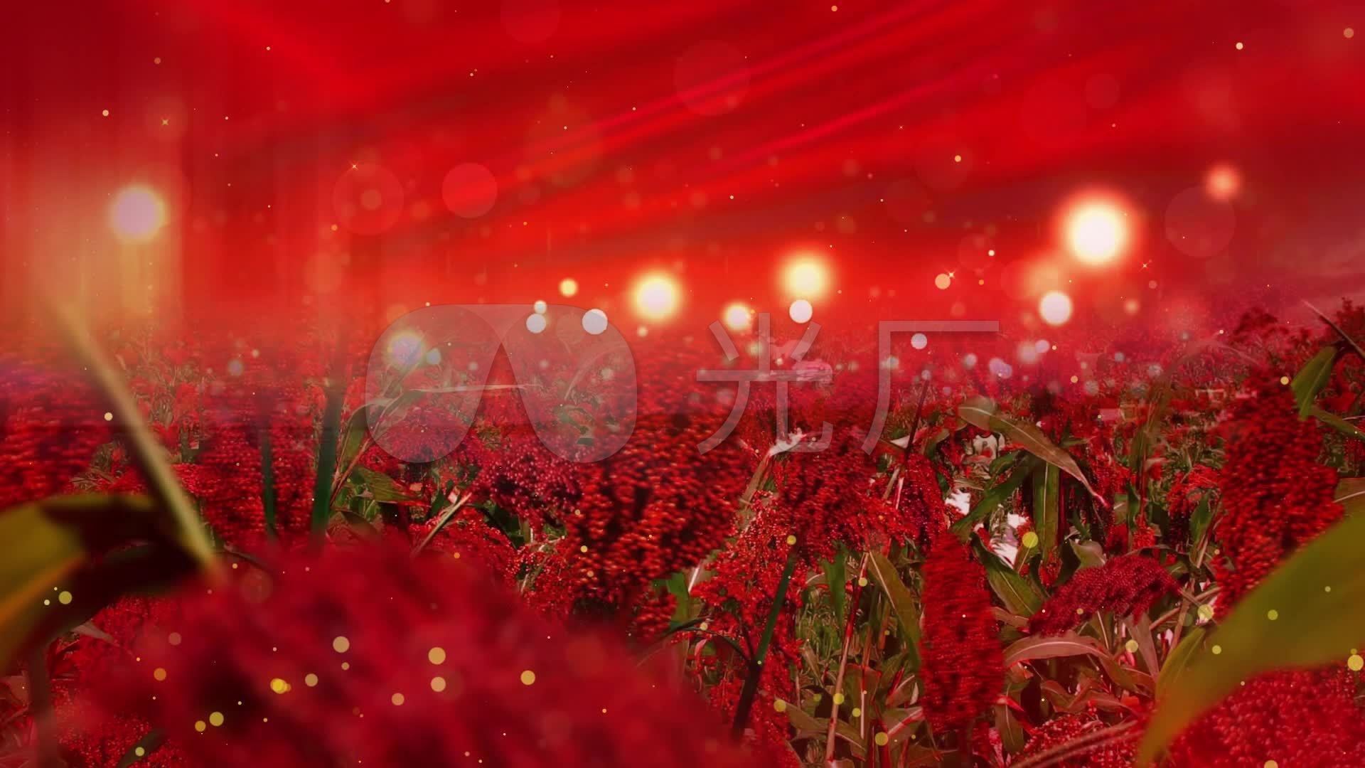 红高粱_1920x1080_高清视频素材下载(编号:5846380)_舞台背景_vj师网