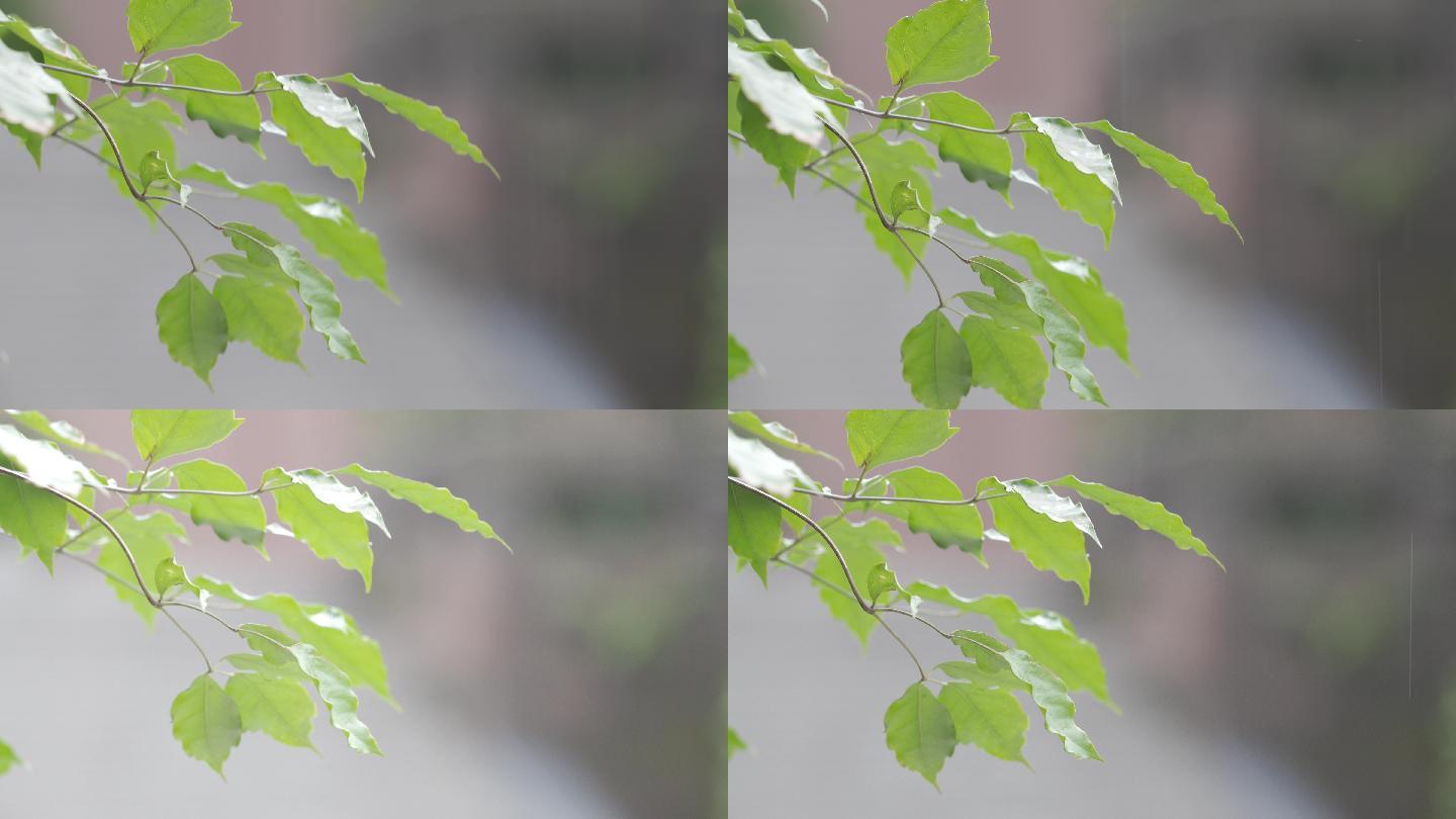 下雨天的树叶