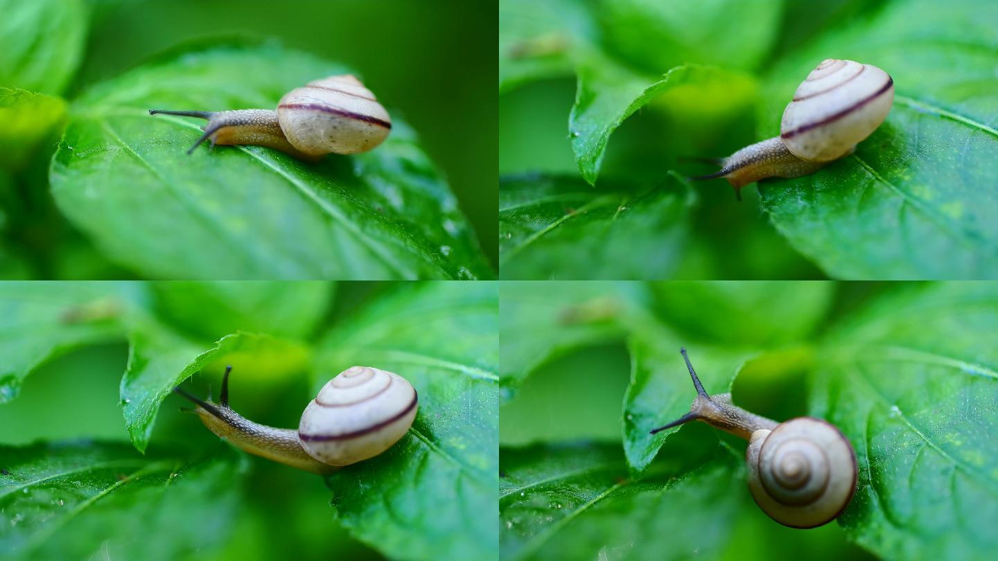 蜗牛 昆虫 微距 微距摄影 绿色 生态摄影 生态环境画质检查举报作品
