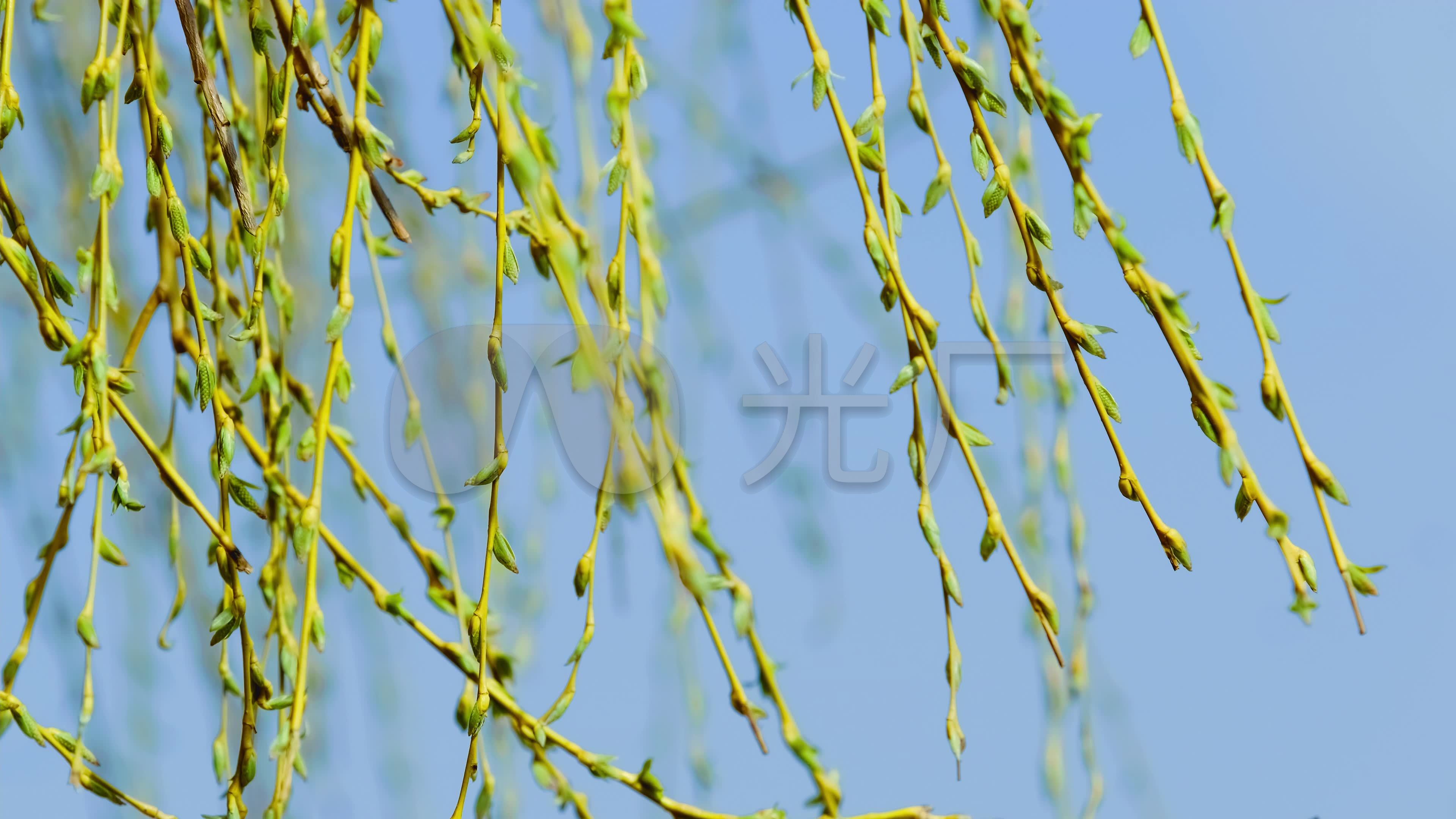 春天柳树发芽春风摇摆-3_3840x2160_高清视频素材下载(编号:5861218)_