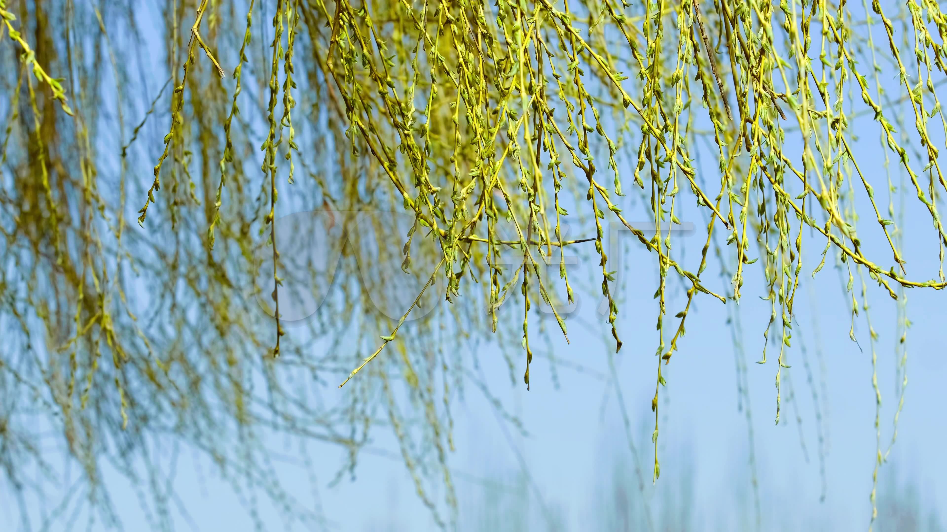 春天柳树发芽春风摇摆-4_3840x2160_高清视频素材下载