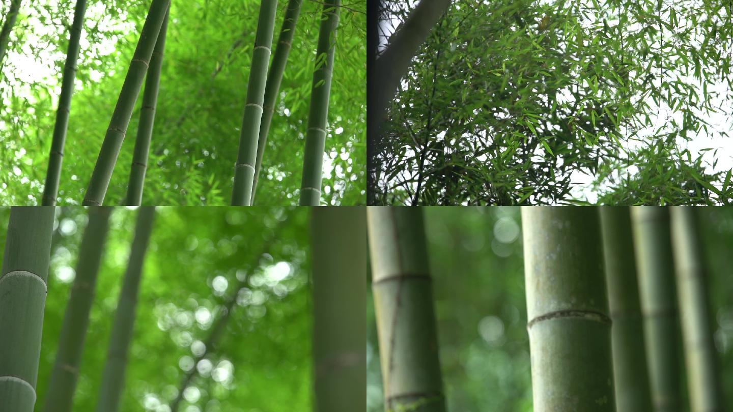 视频素材 实拍视频 自然风景 竹林 声明水印不代表署名仅用于防盗