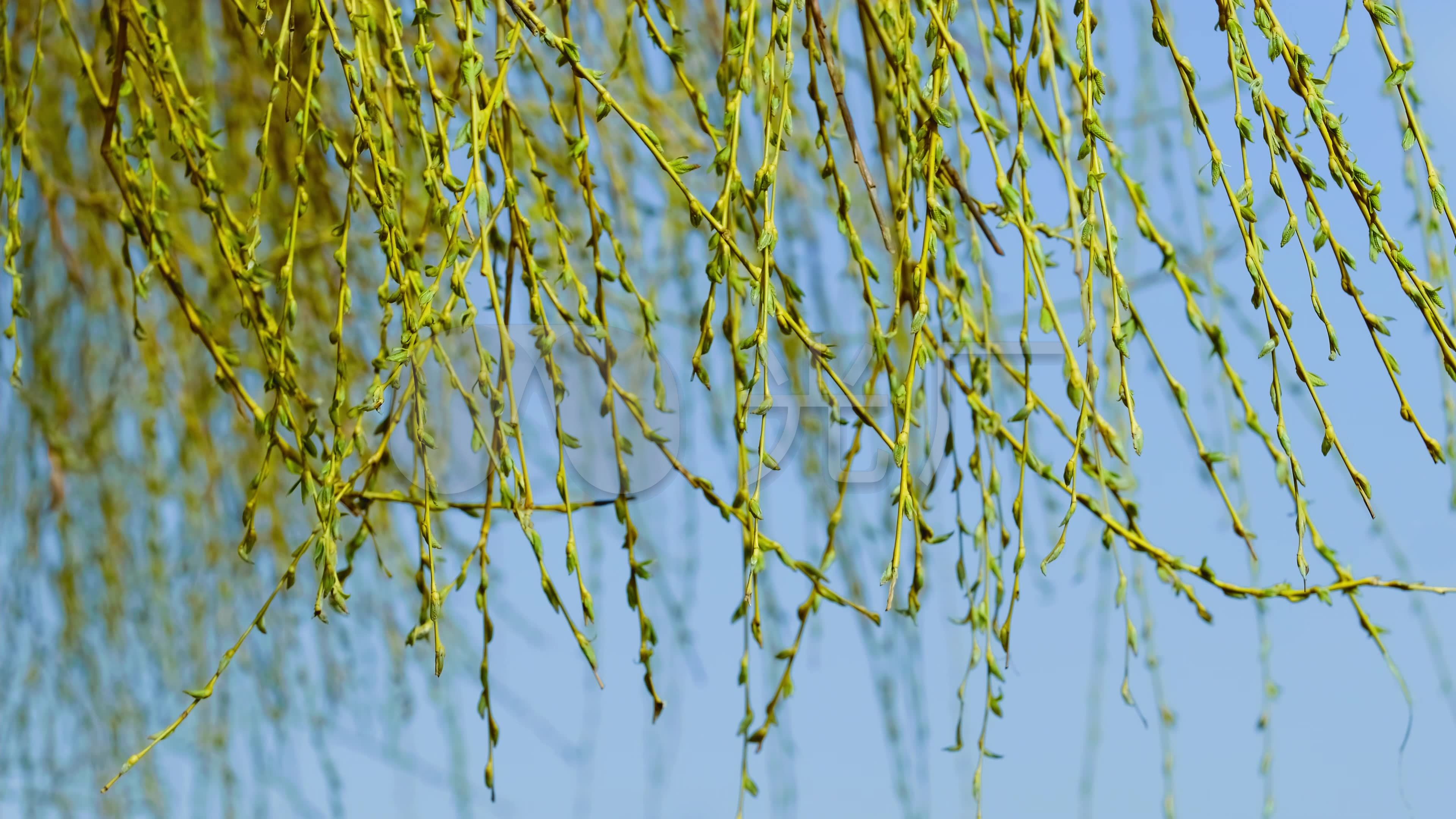 春天柳树发芽春风摇摆-1_3840x2160_高清视频素材下载(编号:5861244)