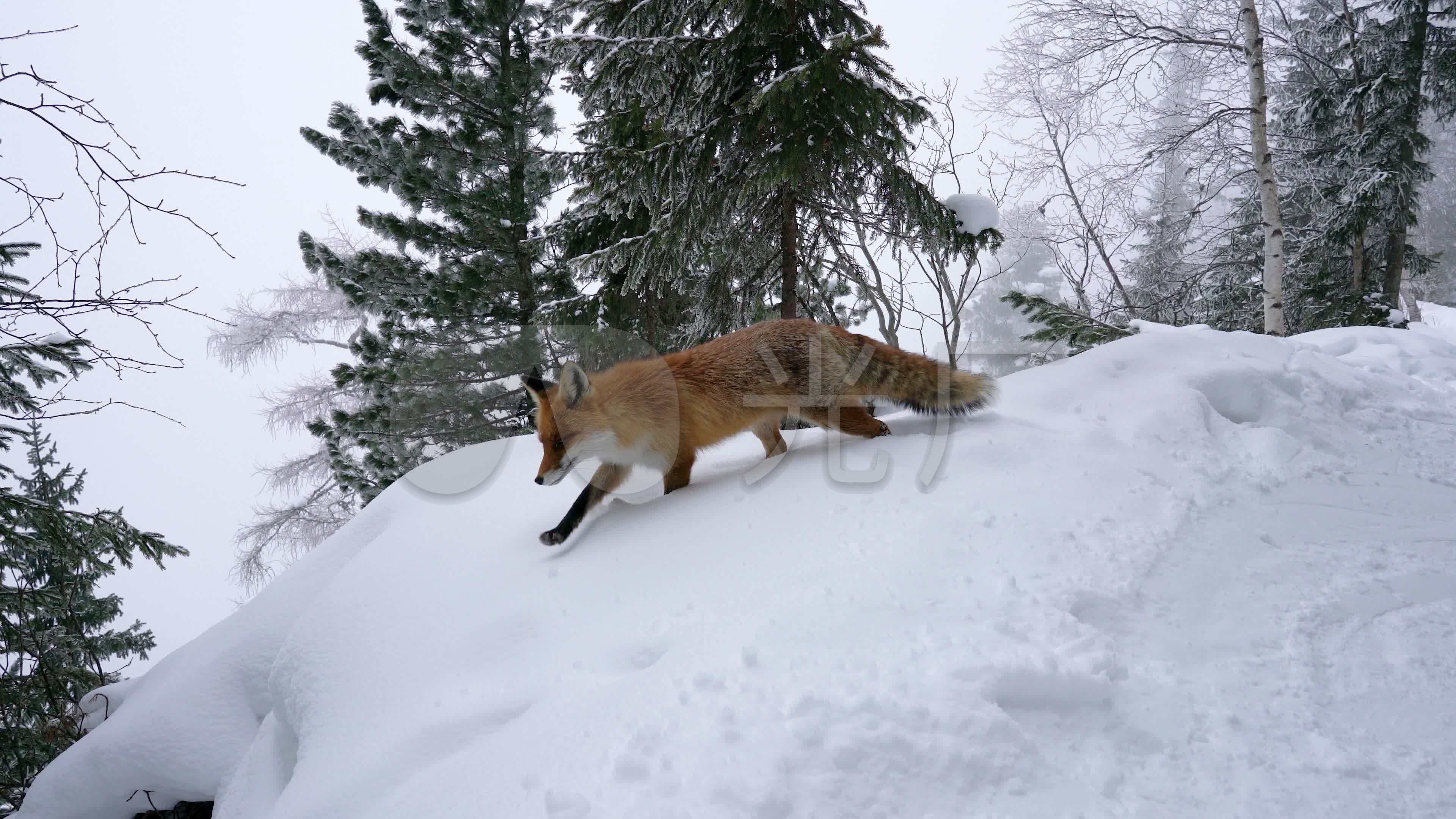 在雪地里行走的狐狸