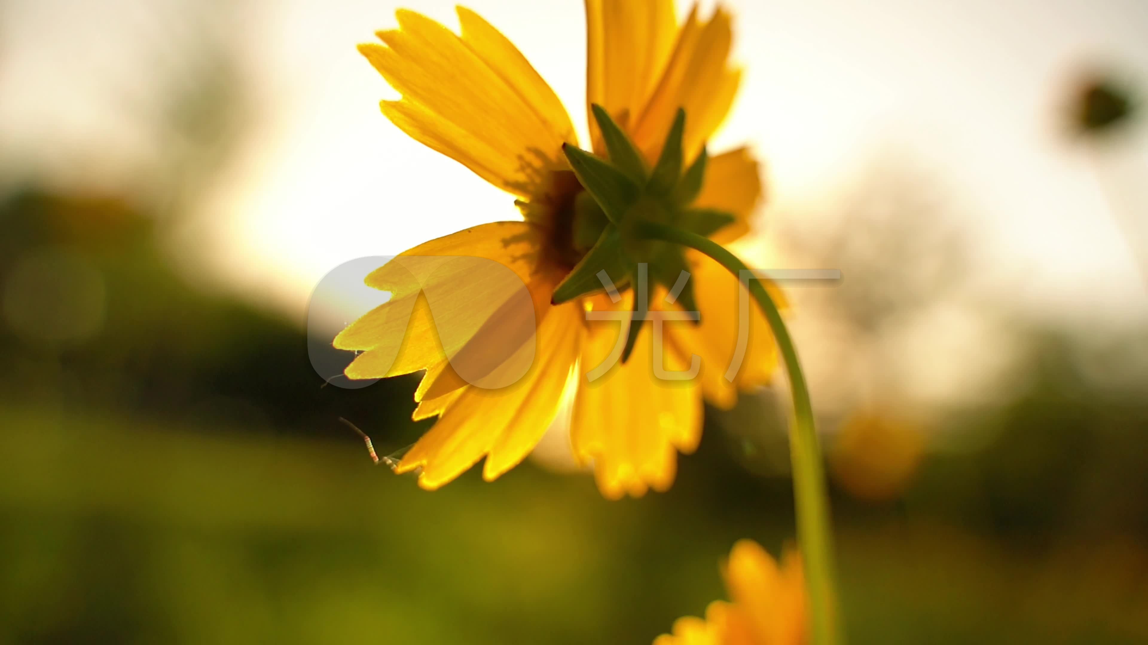夏日阳光唯美清新花朵蜜蜂