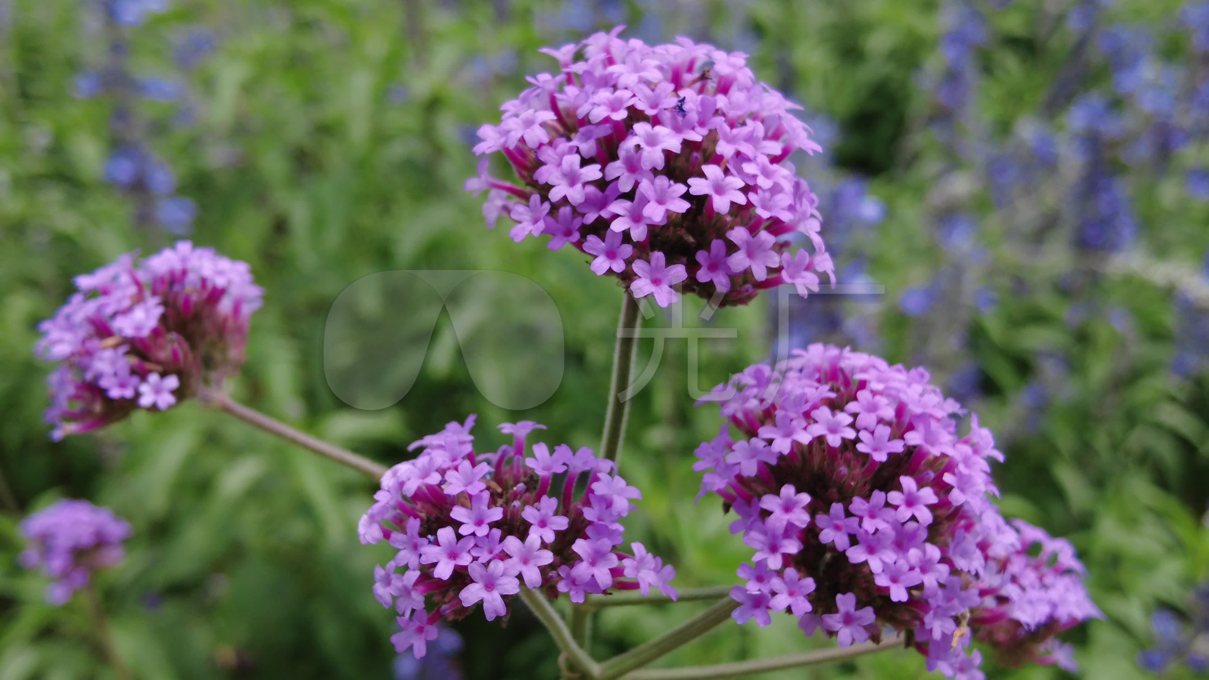 视频素材 实拍视频 自然风景 花草植物背景唯美小清新户外 来自视频