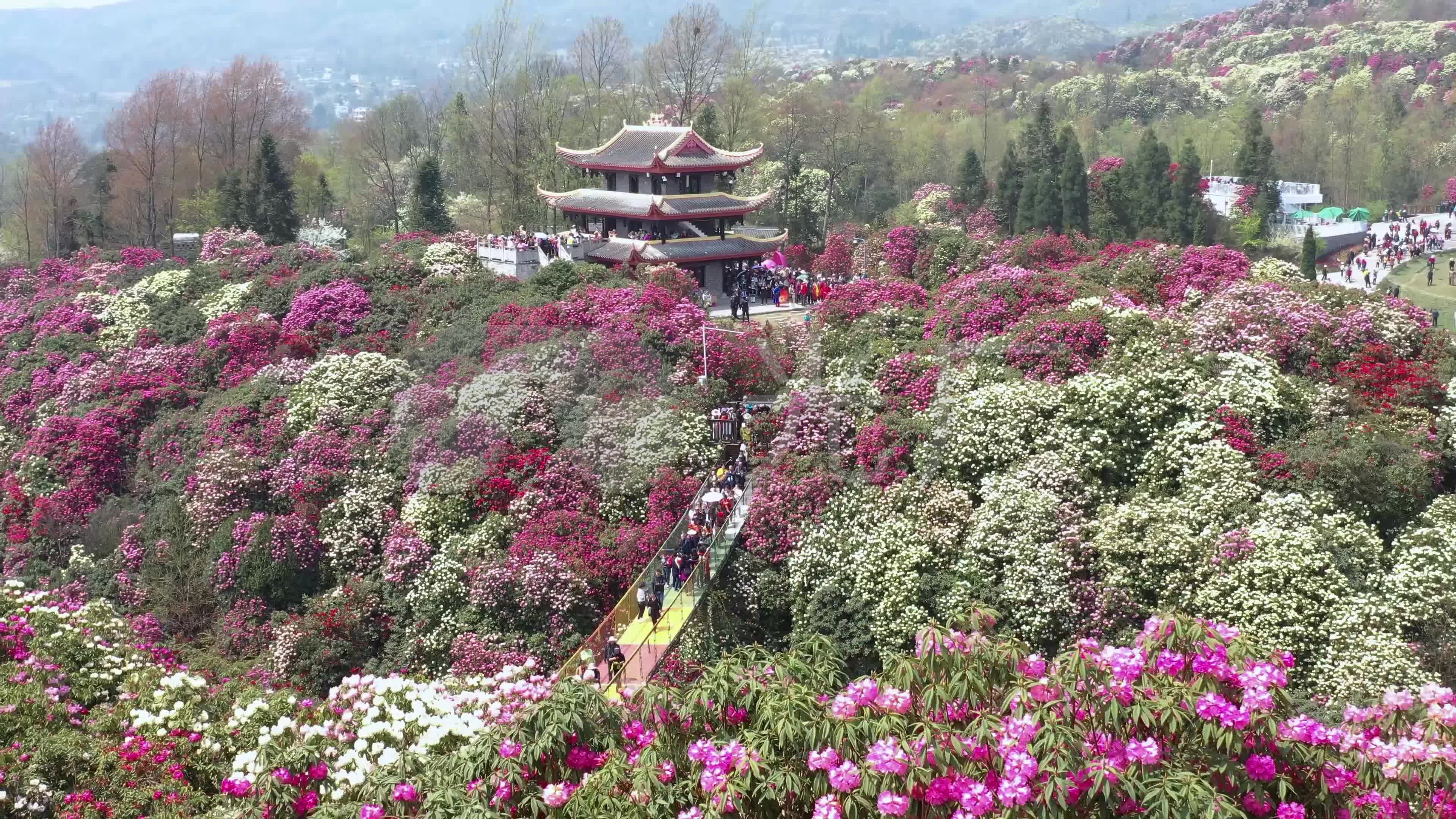 航拍贵州毕节百里杜鹃金坡景区1_3840x2160_高清视频