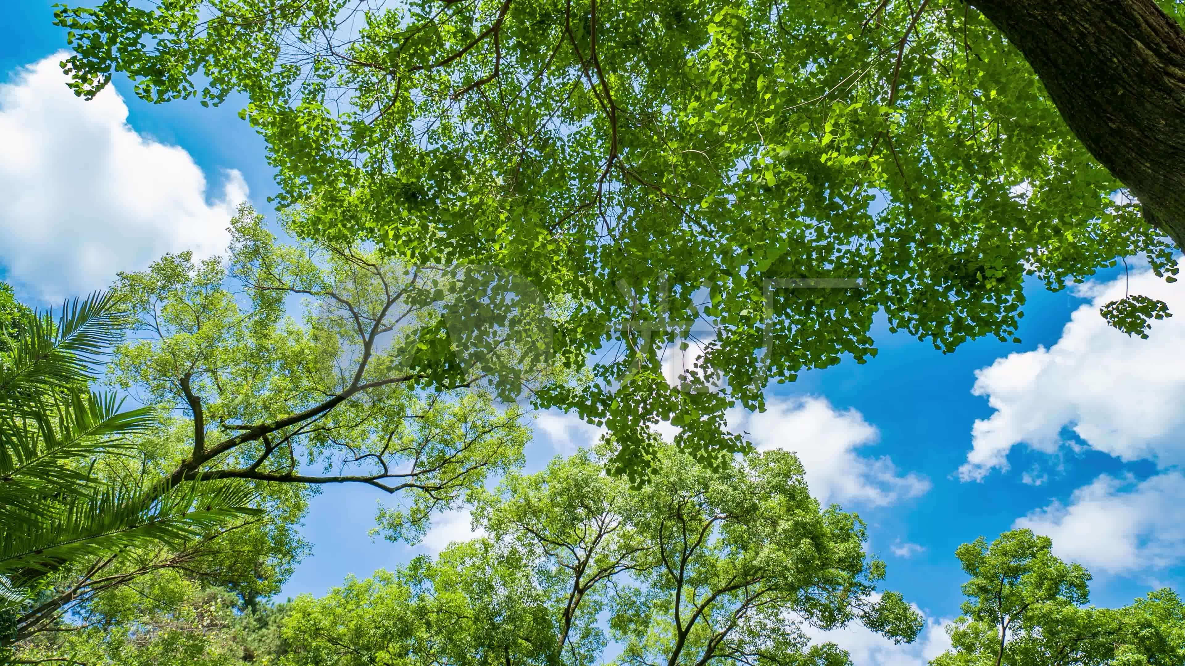 仰拍夏天阳光树林香樟树的树荫