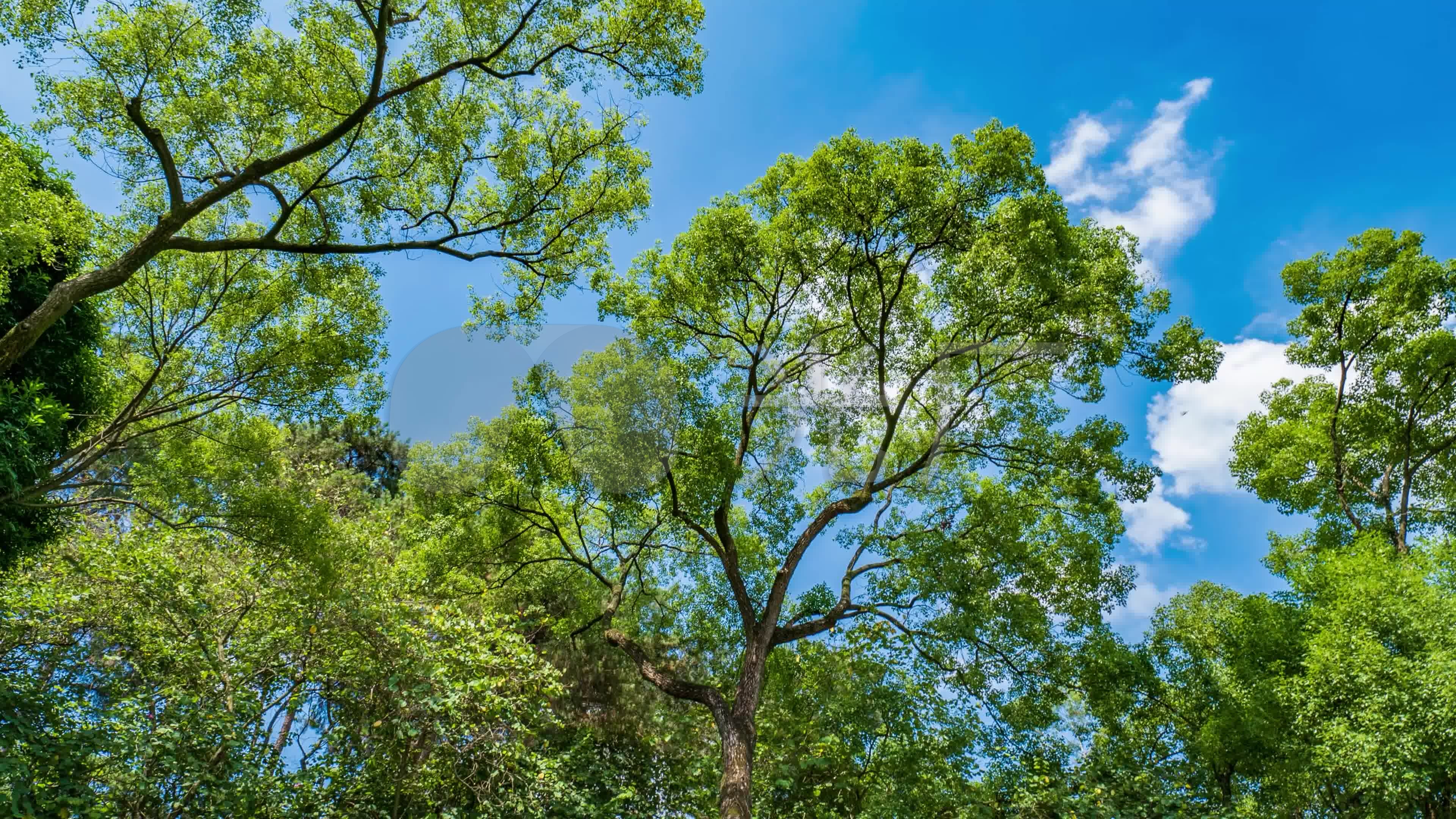 仰拍夏天阳光树林香樟树的树荫