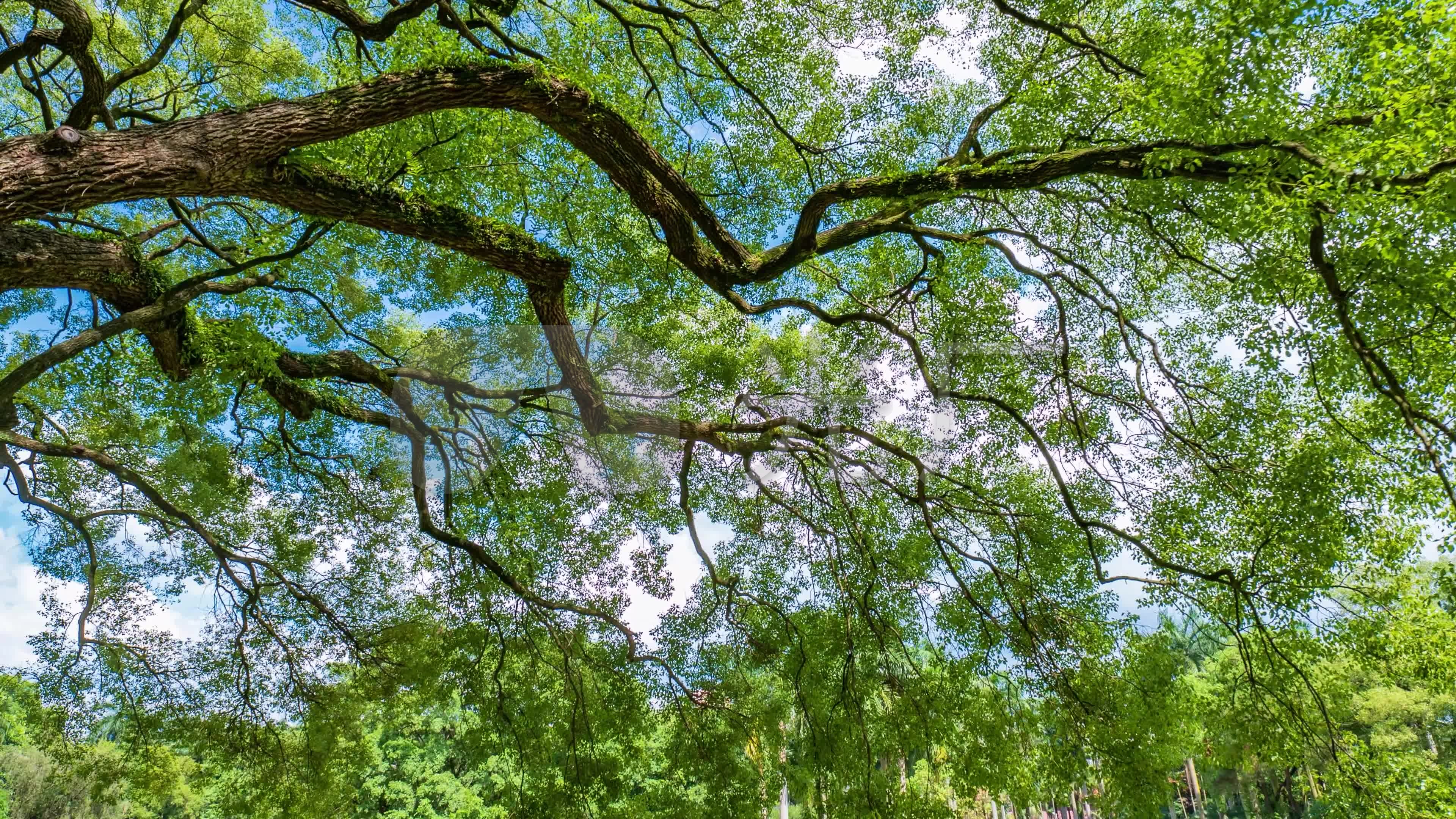 仰拍夏天阳光树林香樟树的树荫