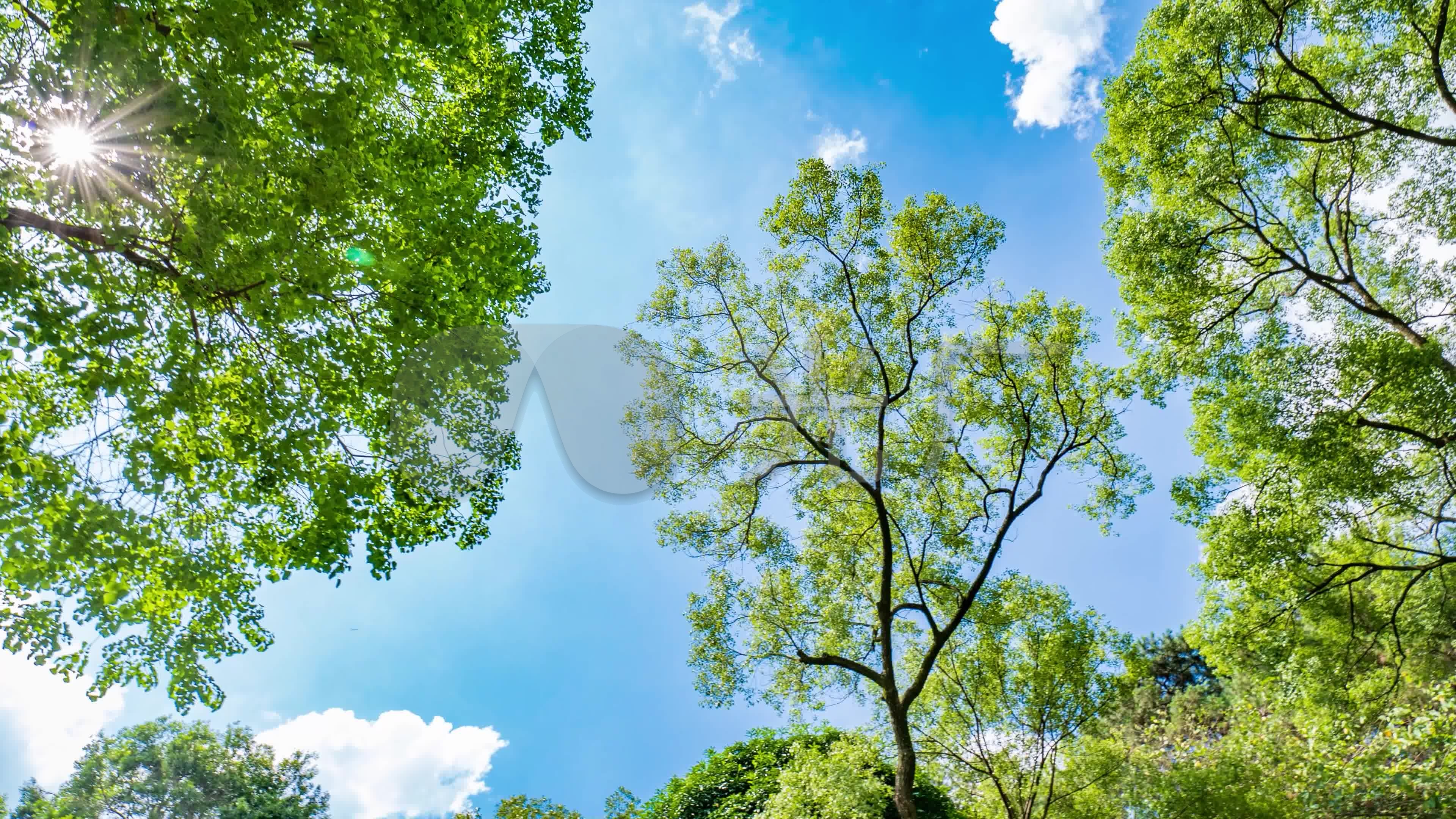 仰拍夏天阳光树林香樟树的树荫