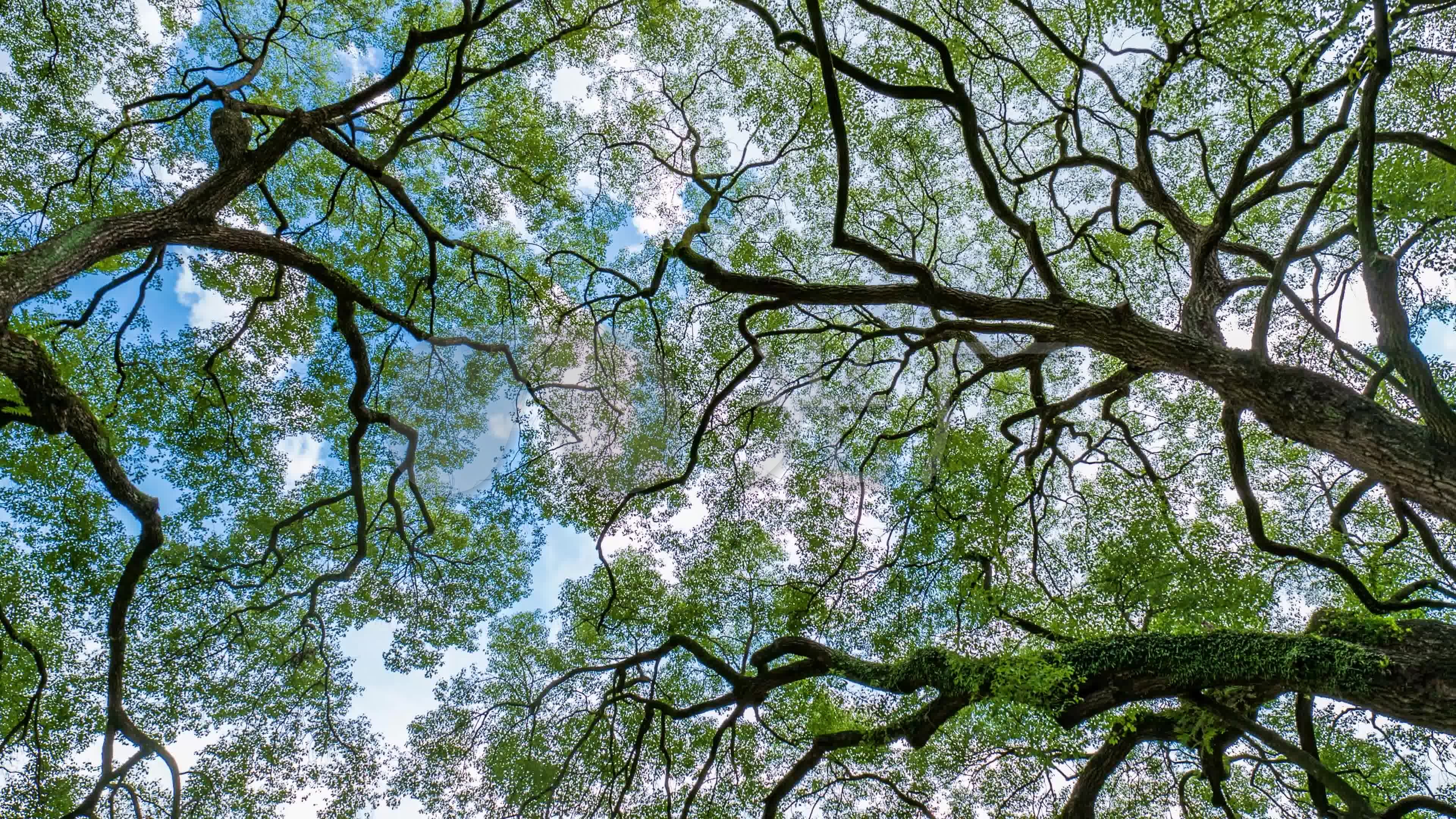 仰拍夏天阳光树林香樟树的树荫