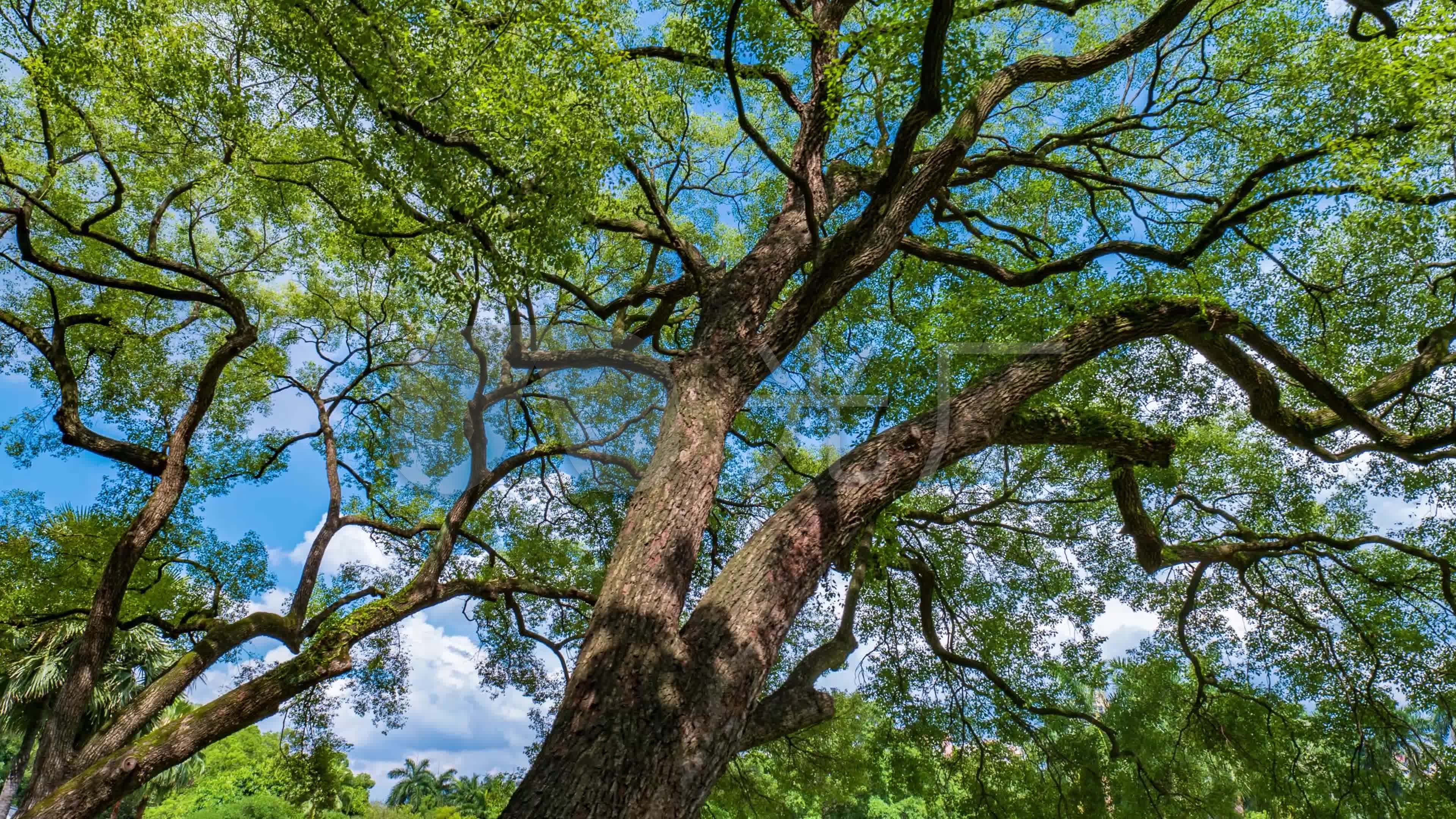 仰拍夏天阳光树林香樟树的树荫_3840x2160_高清视频素材下载(编号