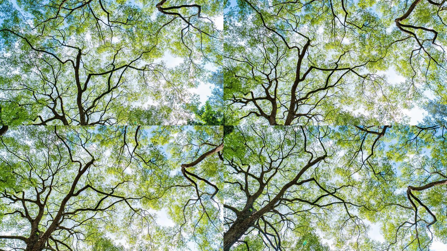 仰拍夏天阳光树枝香樟树的树荫
