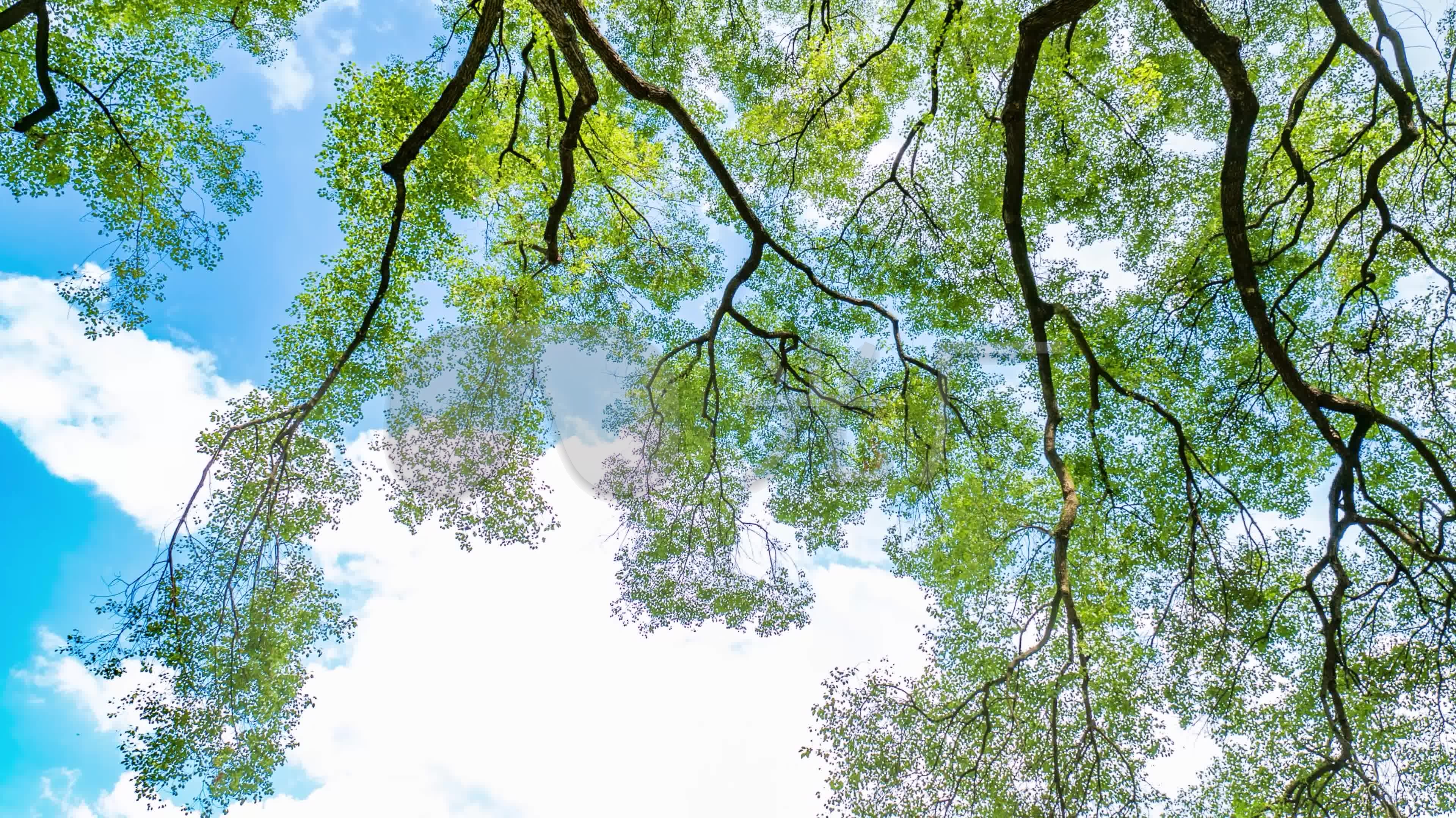 仰拍夏天阳光透过树枝树荫_3840x2160_高清视频素材