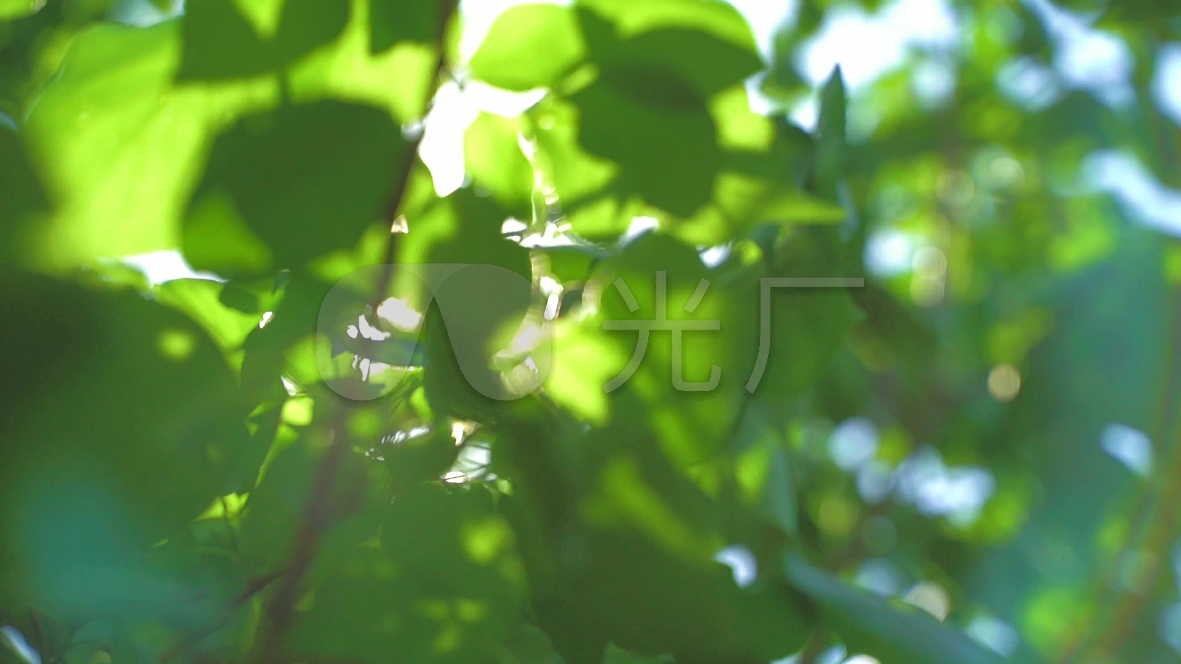 唯美小清新树林树叶逆光植物阳光意境空镜头