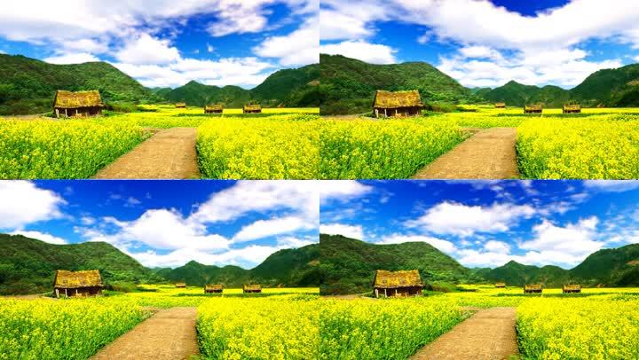 油菜花乡村小路茅草屋-白天_1920x1080_高清视频素材下载(编号