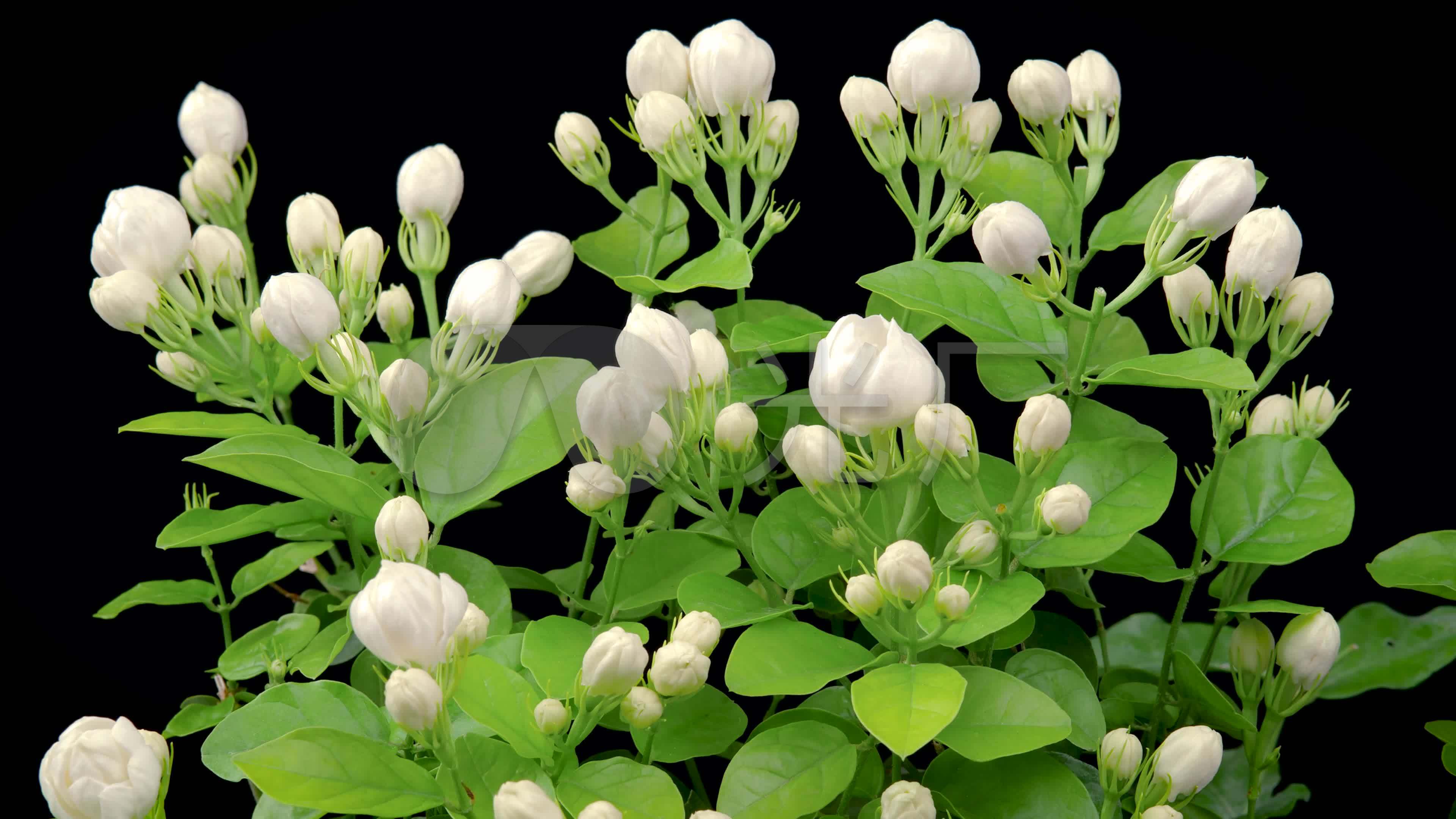 唯美茉莉花延时_3840x2160_高清视频素材下载(编号:)