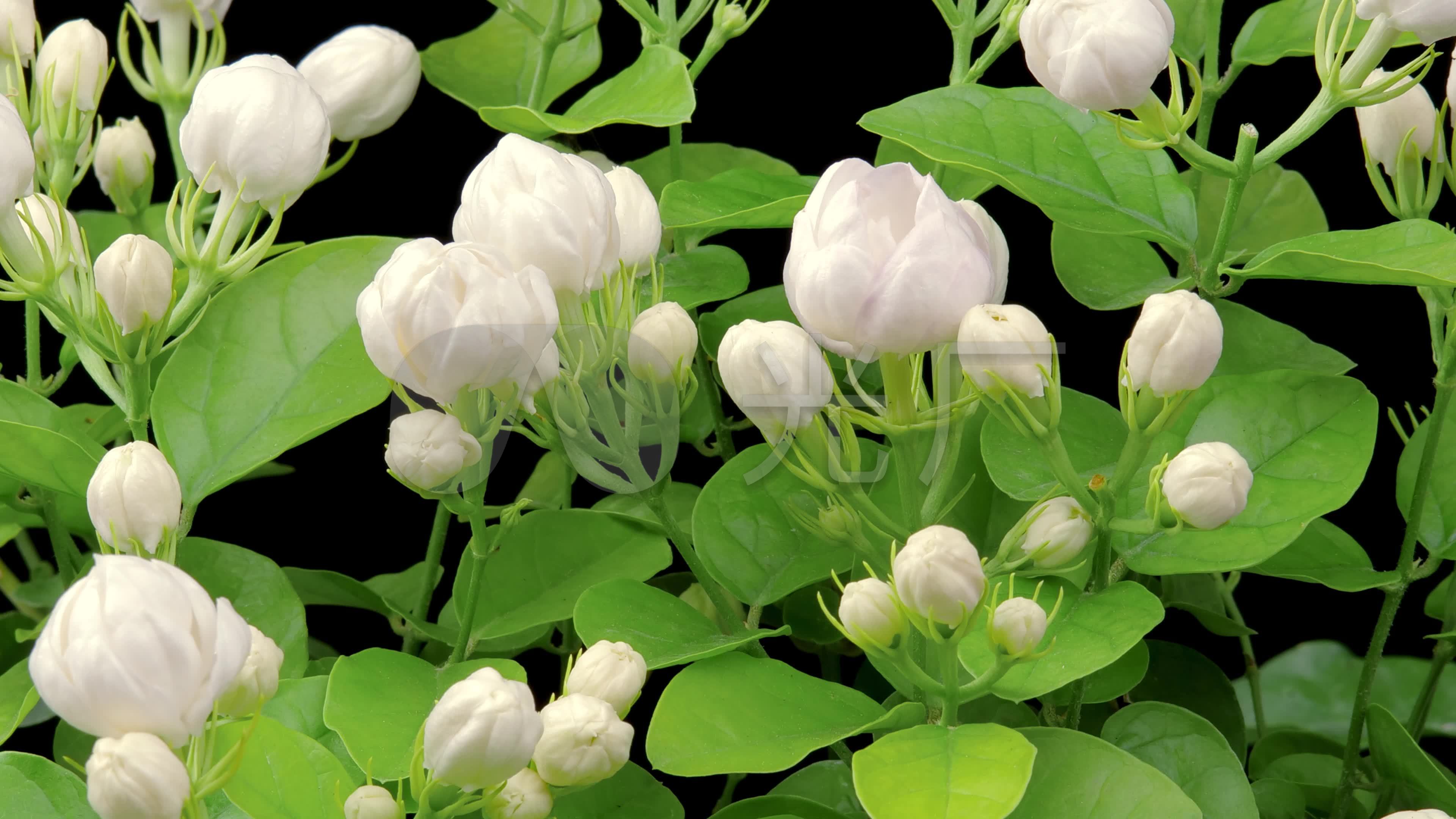 唯美茉莉花延时_3840x2160_高清视频素材下载(编号:5903015)_实拍视频