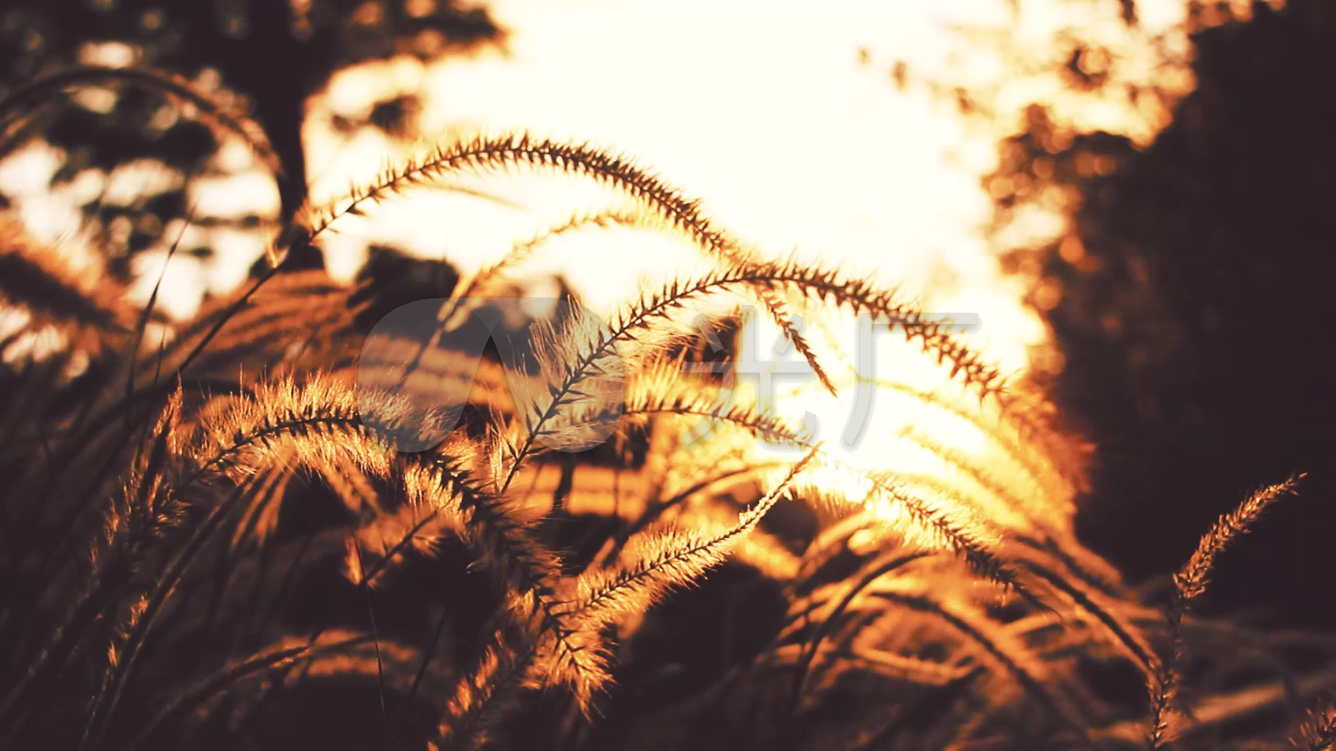 视频素材 实拍视频 自然风景 唯美黄昏阳光意境空镜头—狗尾草青草