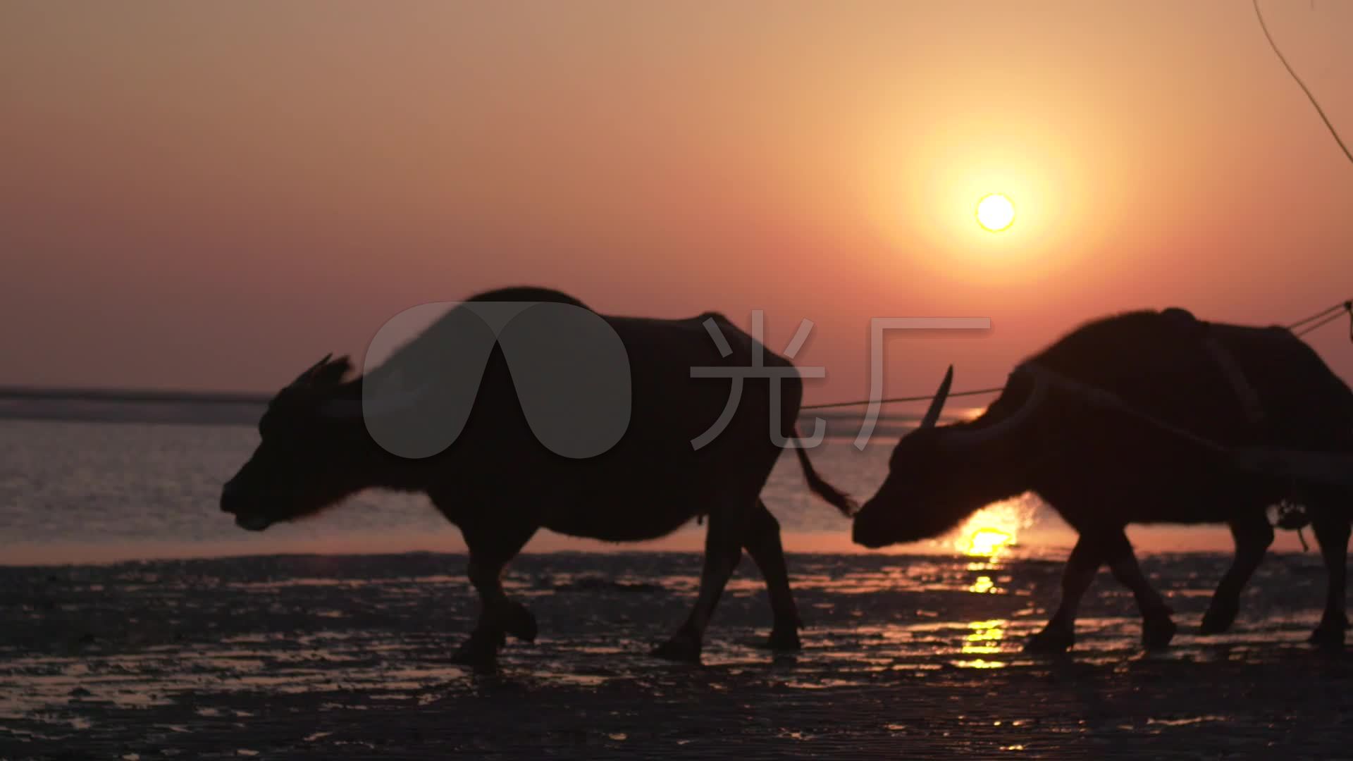 夕阳滩涂耕牛老牛耕地逆光剪影