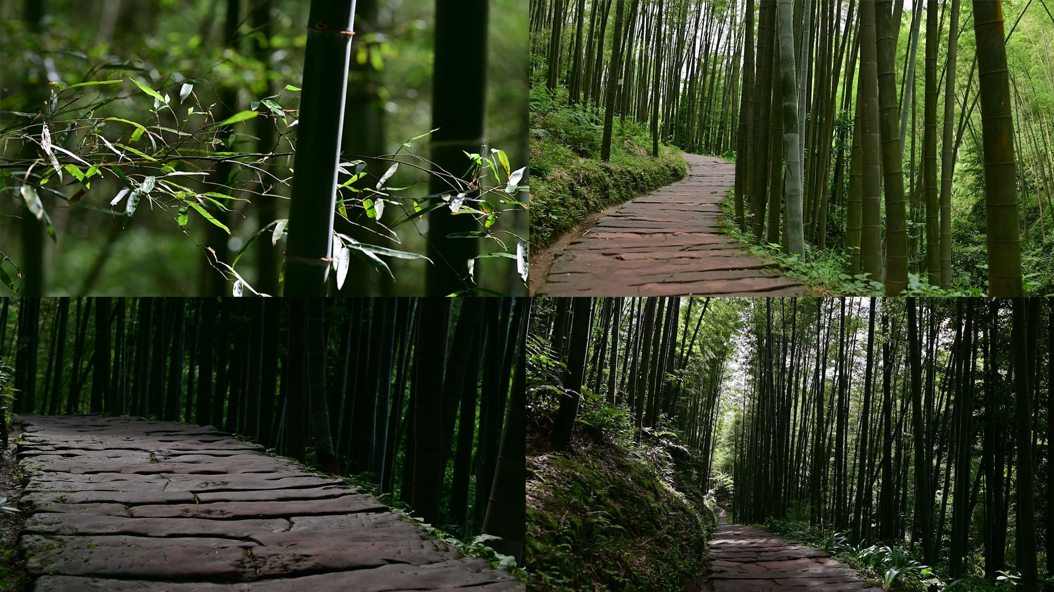 竹海竹林石板路