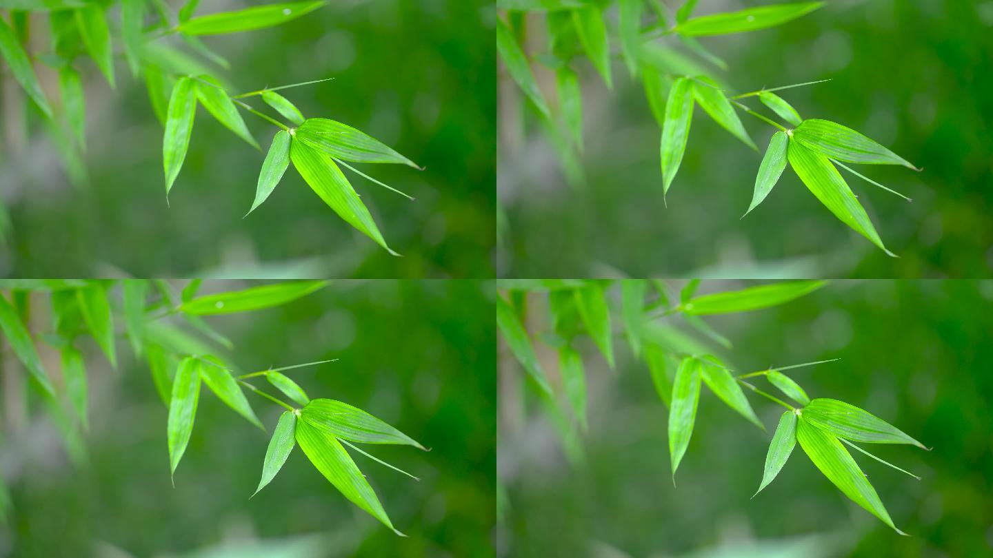 竹子竹林竹叶绿色植物唯美青竹 vjshi网是素材交易平台,网站所有作品