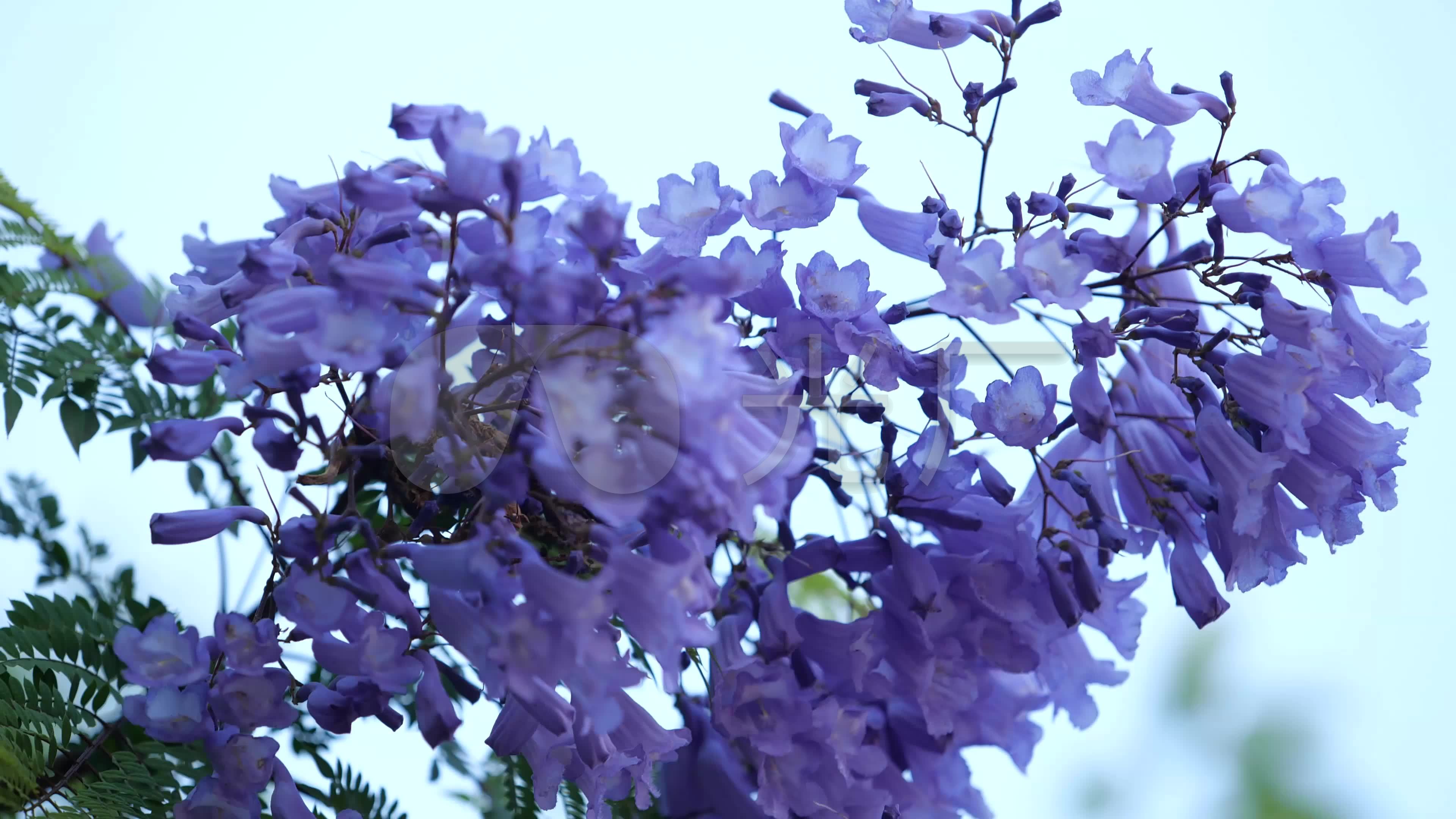 【原创4k】蓝花楹(唯美实拍素材)_3840x2160_高清视频素材下载(编号