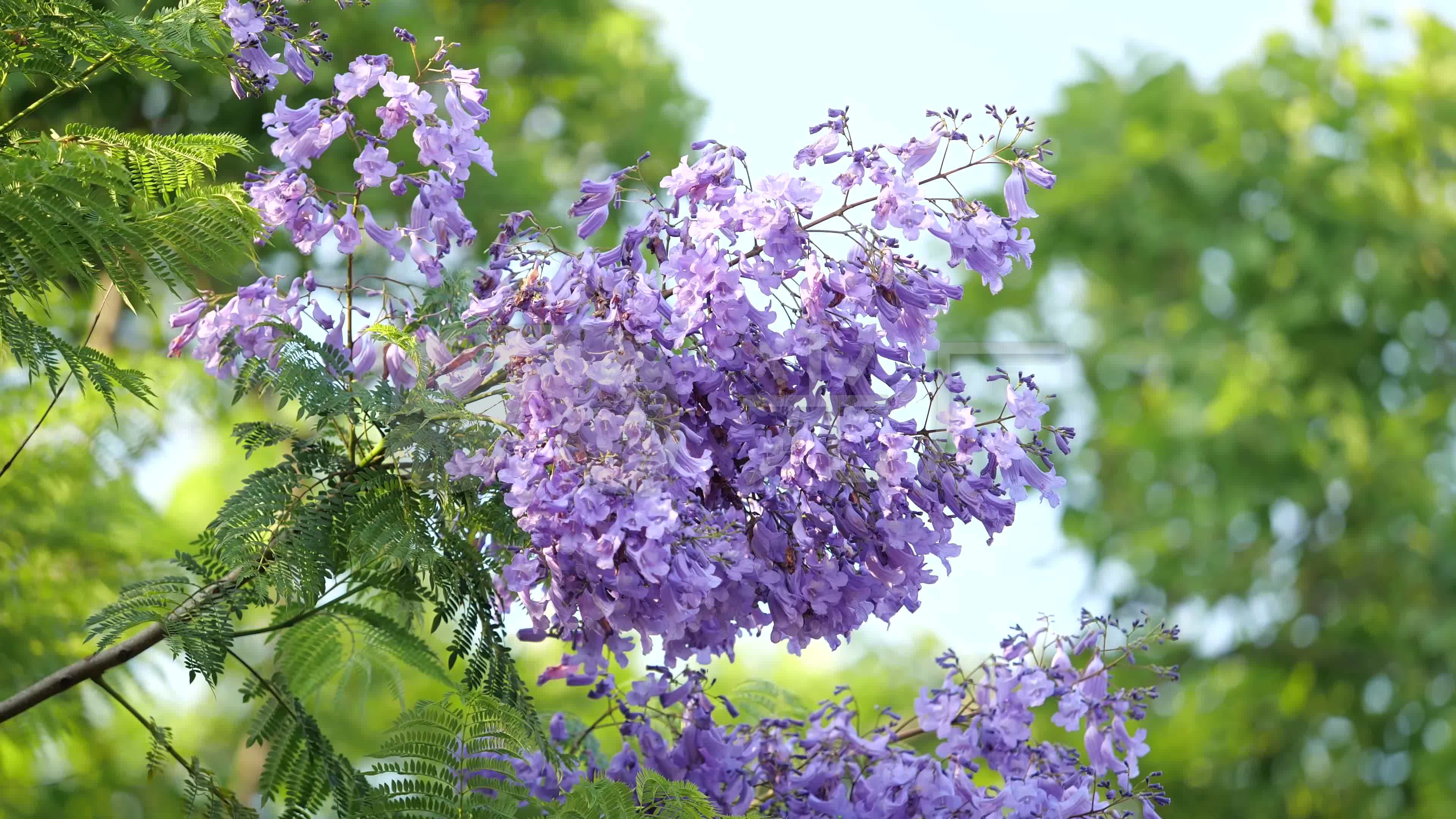 【原创4k】蓝花楹(都是长镜头超好用)_3840x2160_高清