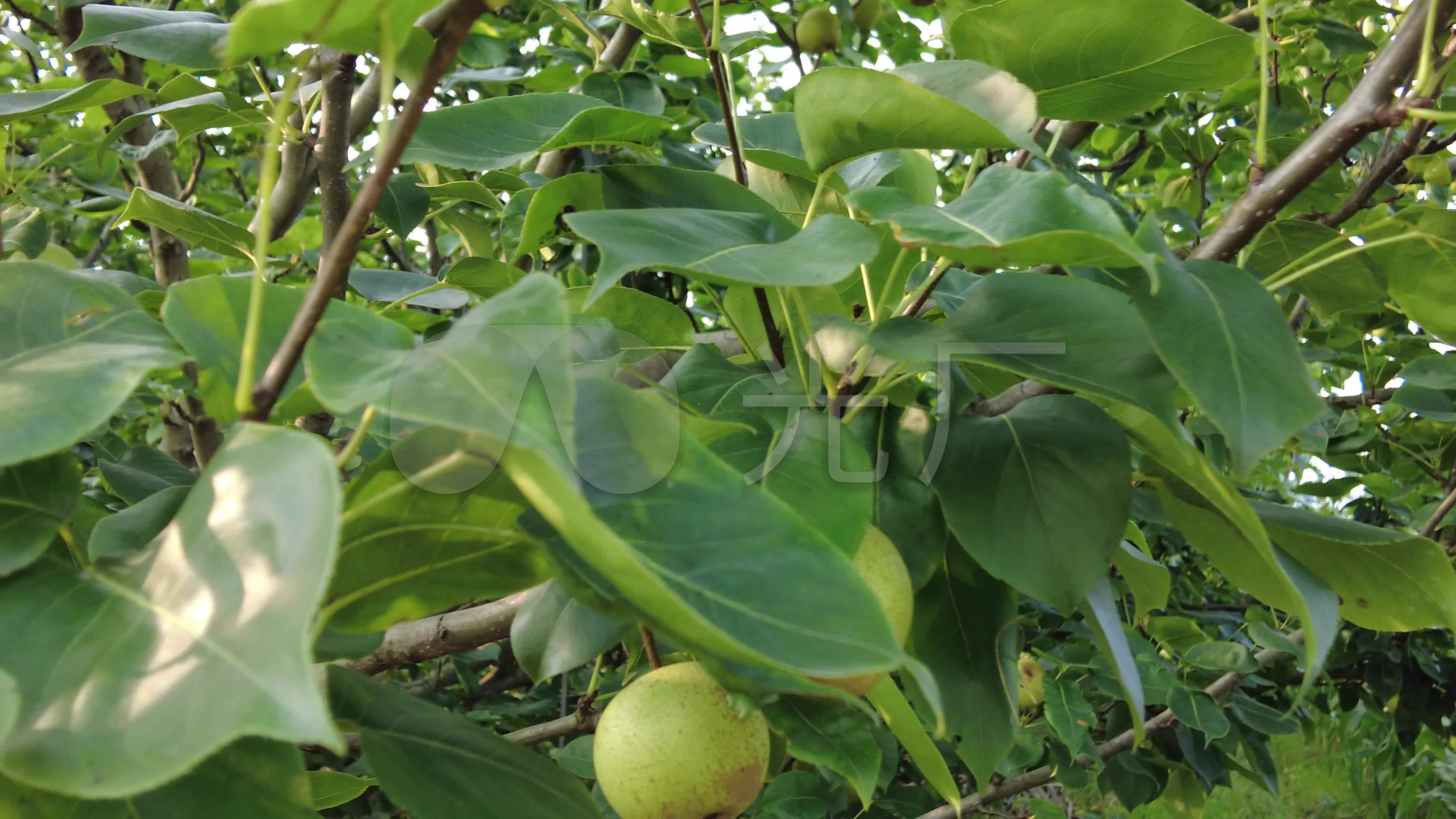 梨树梨子水果_3840x2160_高清视频素材下载(编号:5932469)_实拍视频