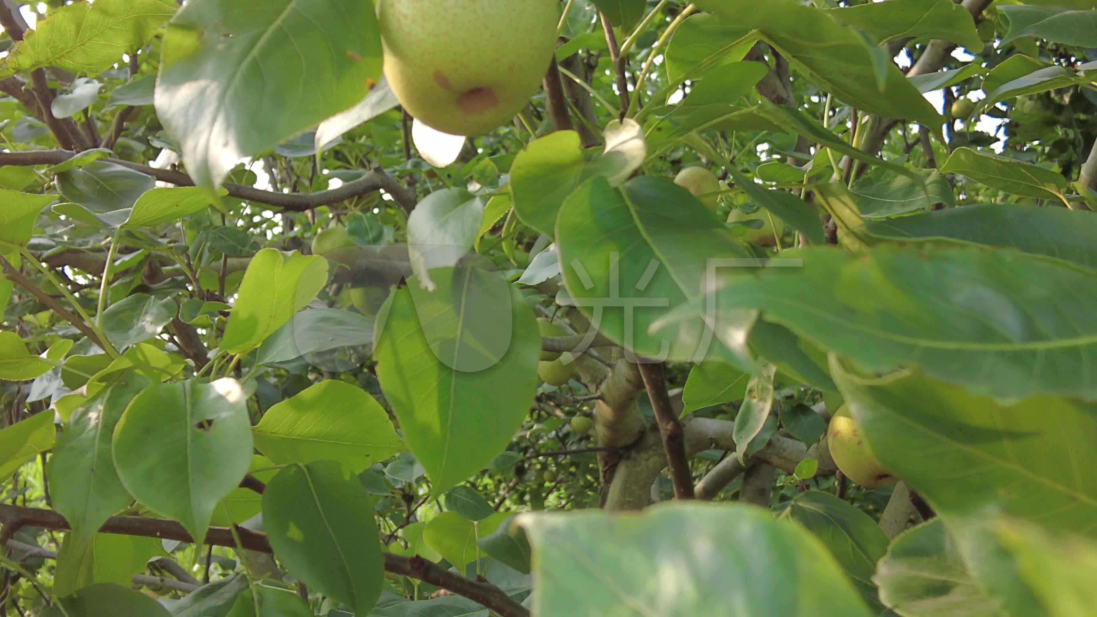 梨树梨子水果_3840x2160_高清视频素材下载(编号:5932469)_实拍视频