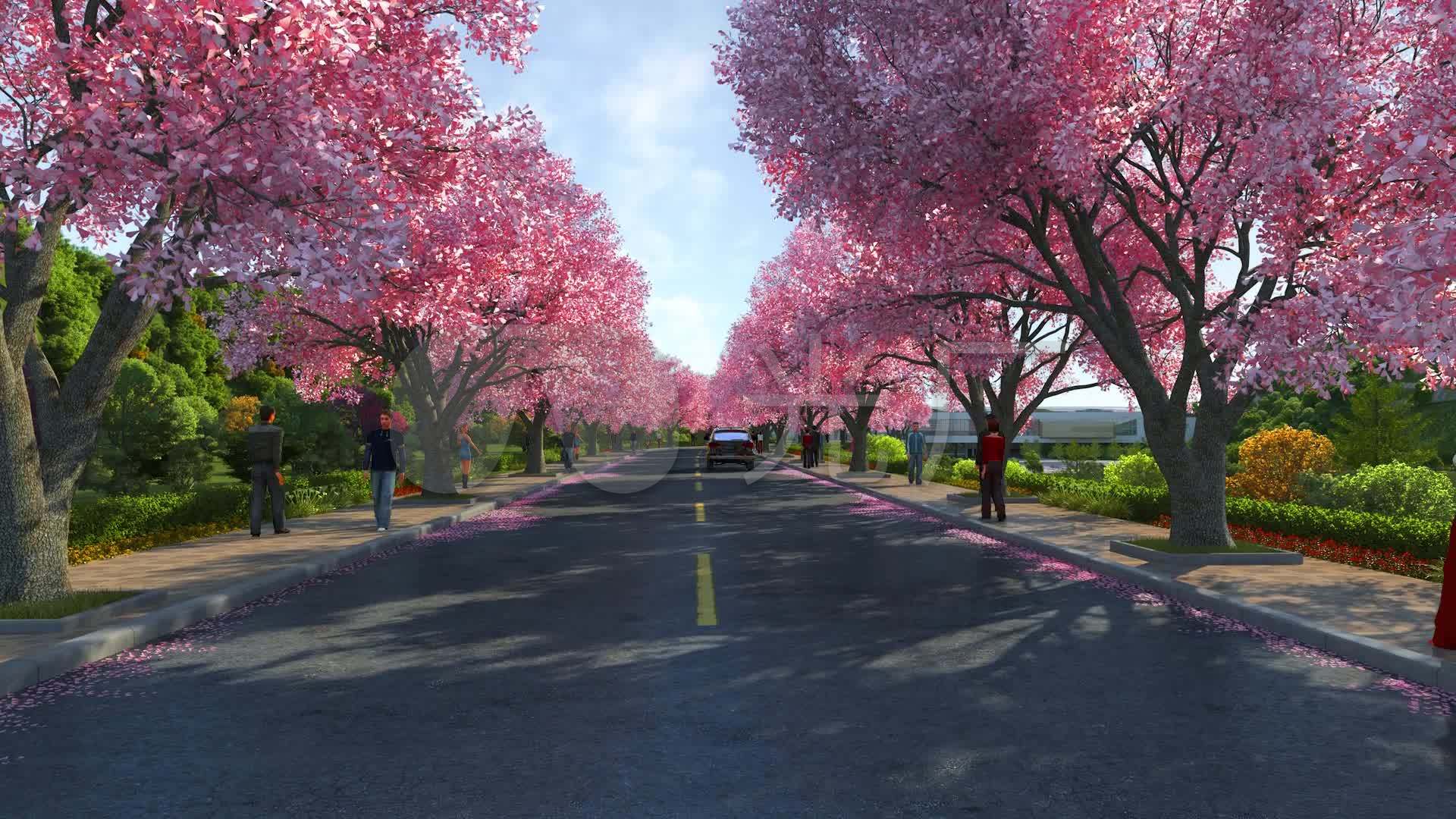 樱花树街道带人车