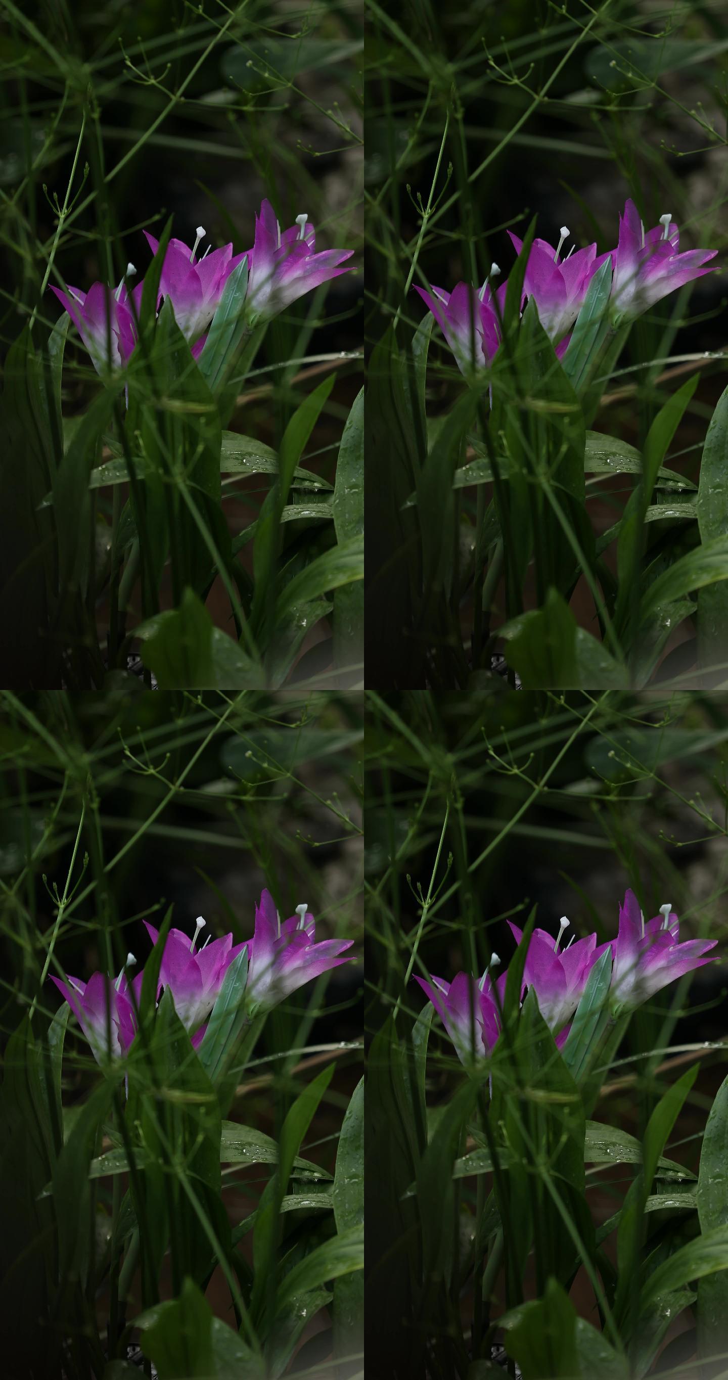 花_2160x4096_高清视频素材下载(编号:5937833)_实拍视频_vj师网 www.