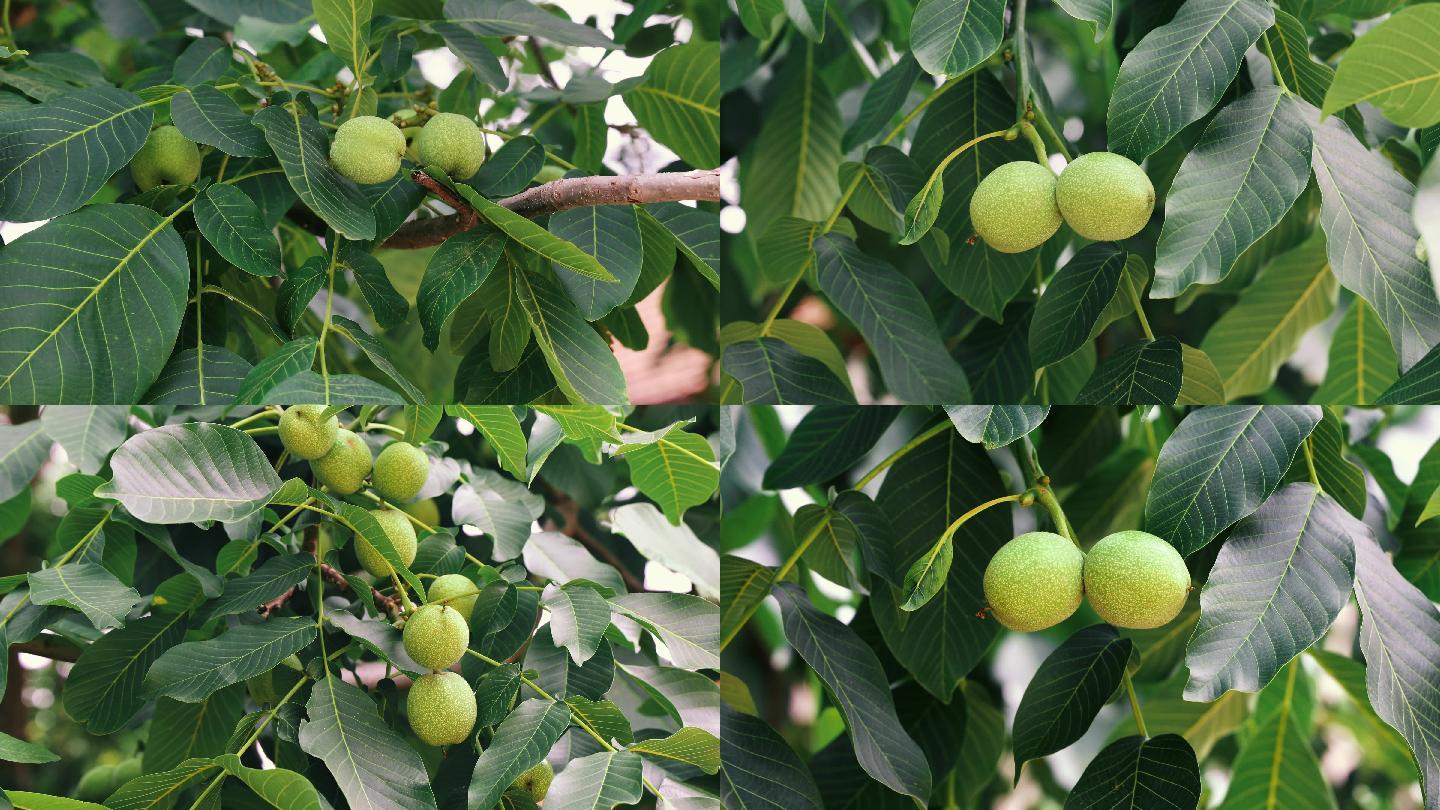 核桃树结果青核桃