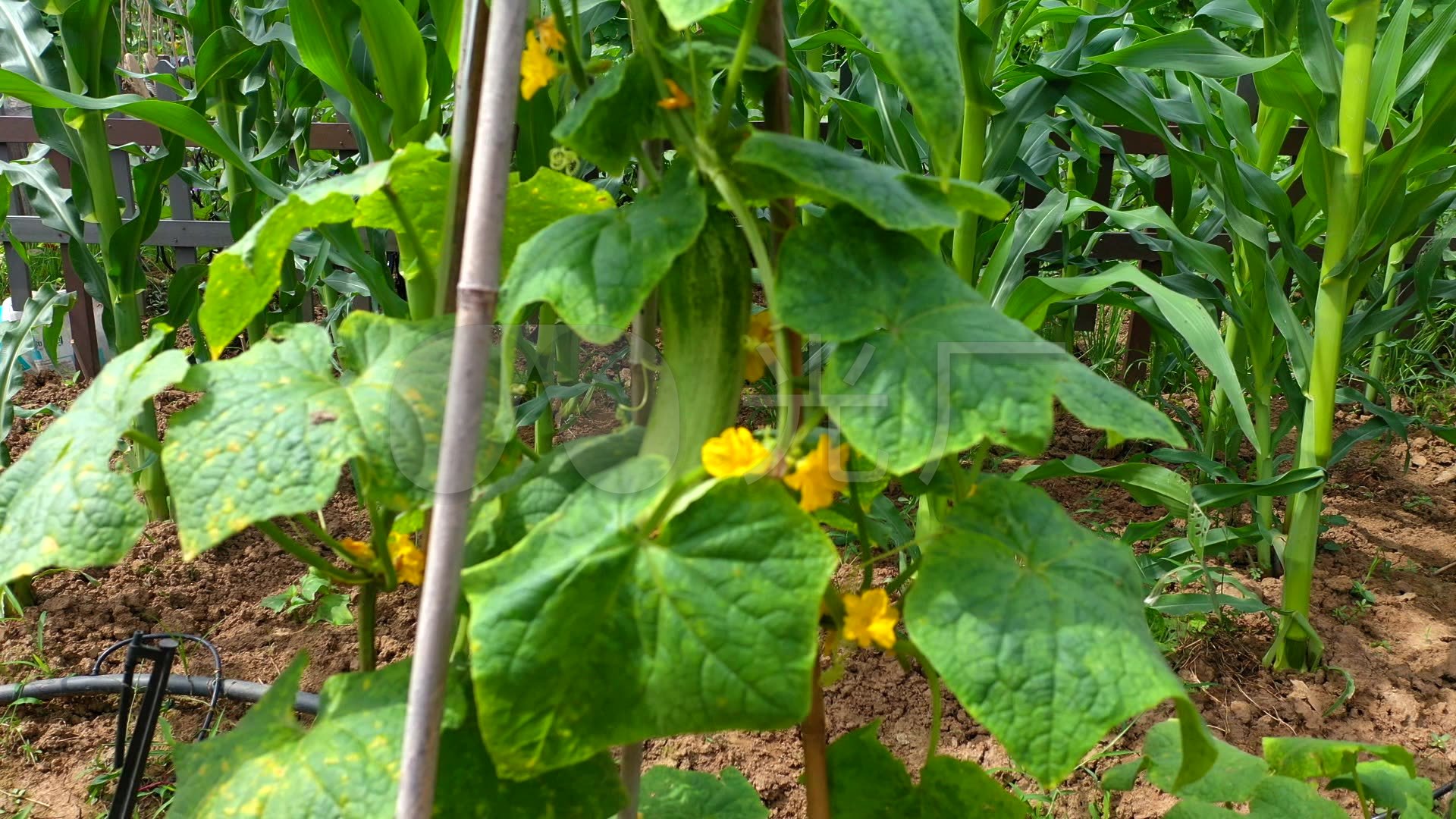 农家小菜园各种蔬菜实拍