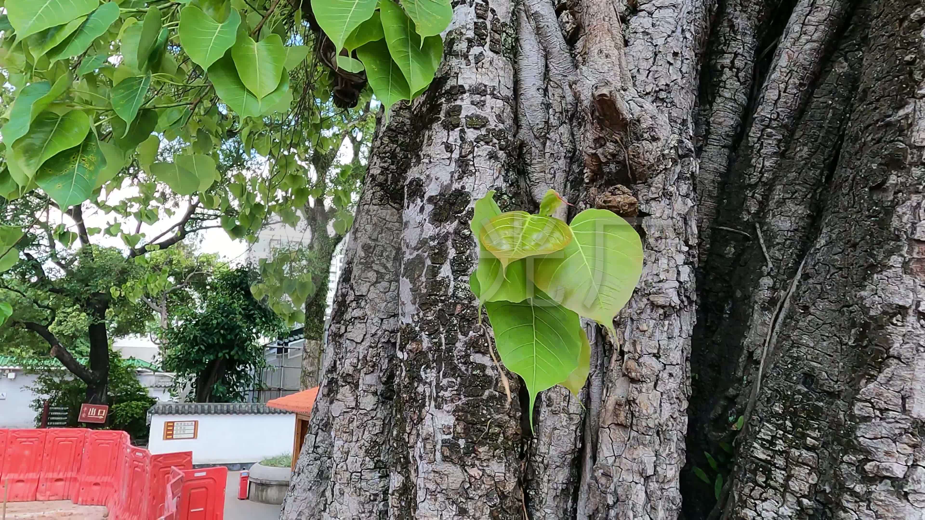 广州光孝寺的千年菩提树