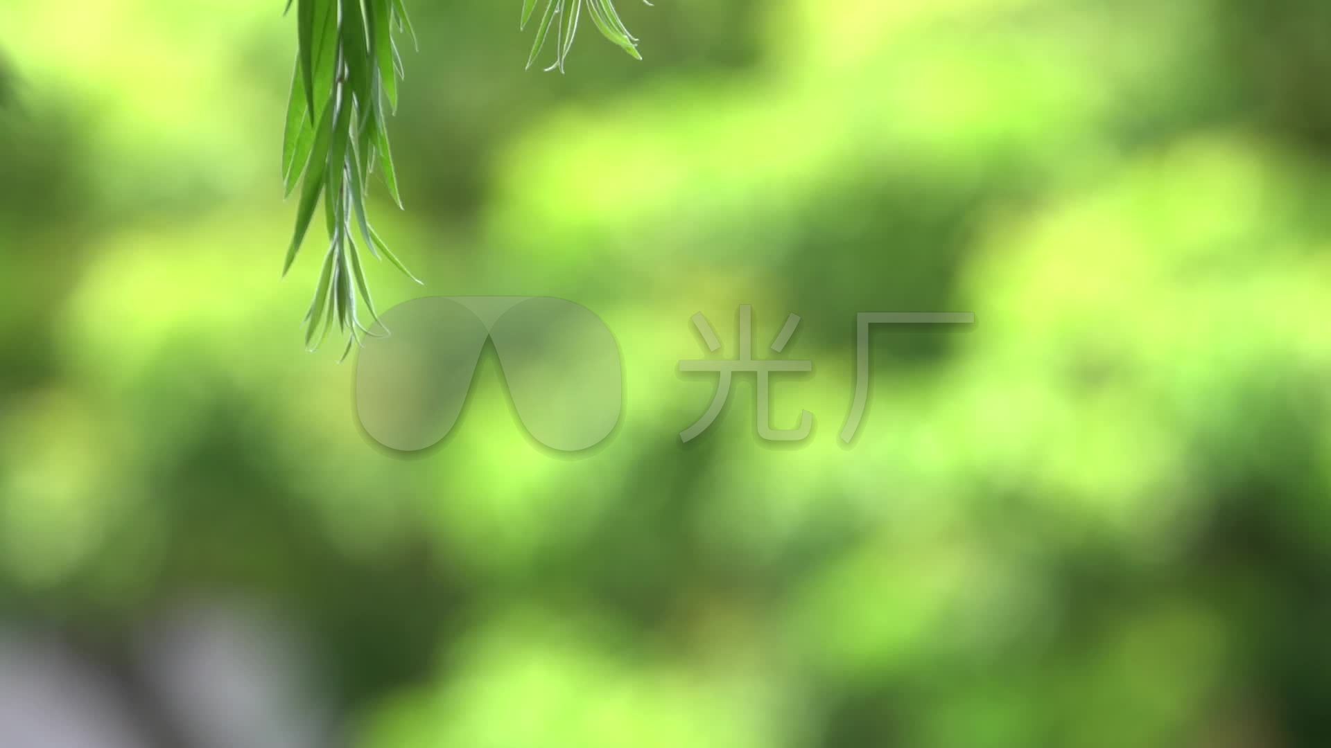 杨柳飘飘唯美杨柳垂柳通用素材