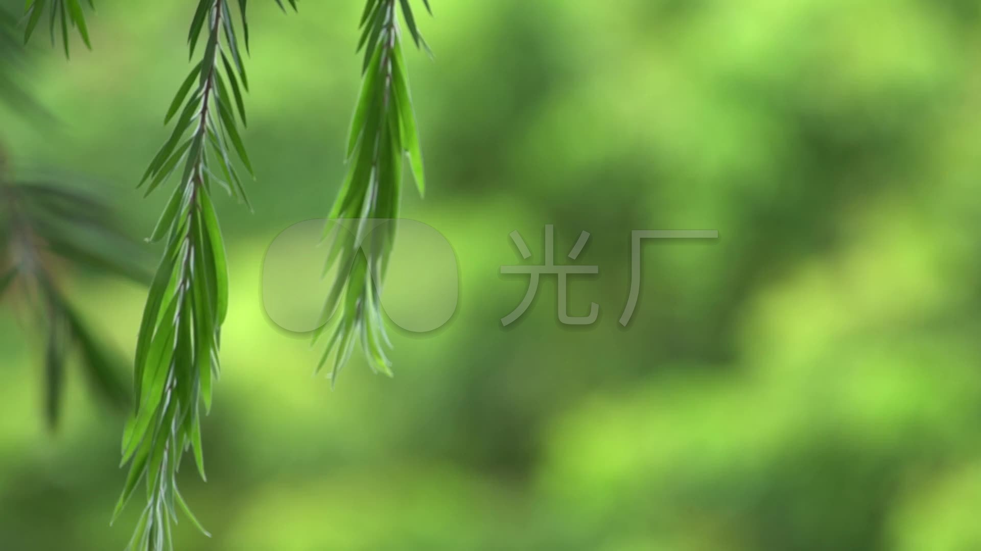 杨柳飘飘唯美杨柳垂柳通用素材