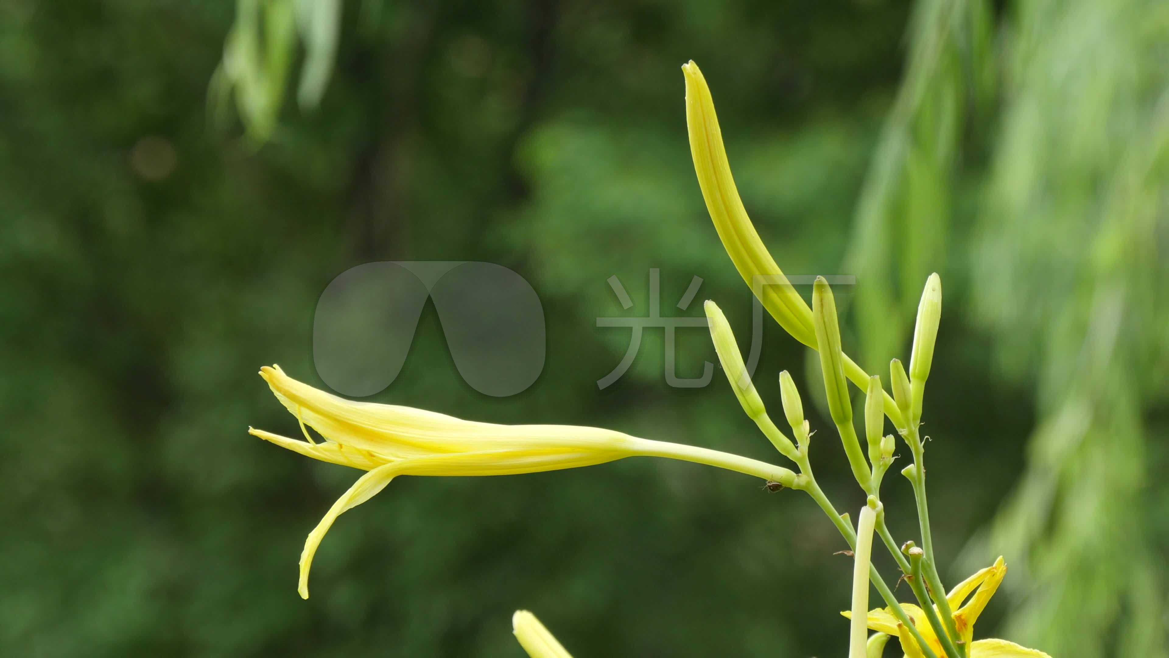 黄花菜_3840x2160_高清视频素材下载(编号:5976555)_实拍视频_vj师网