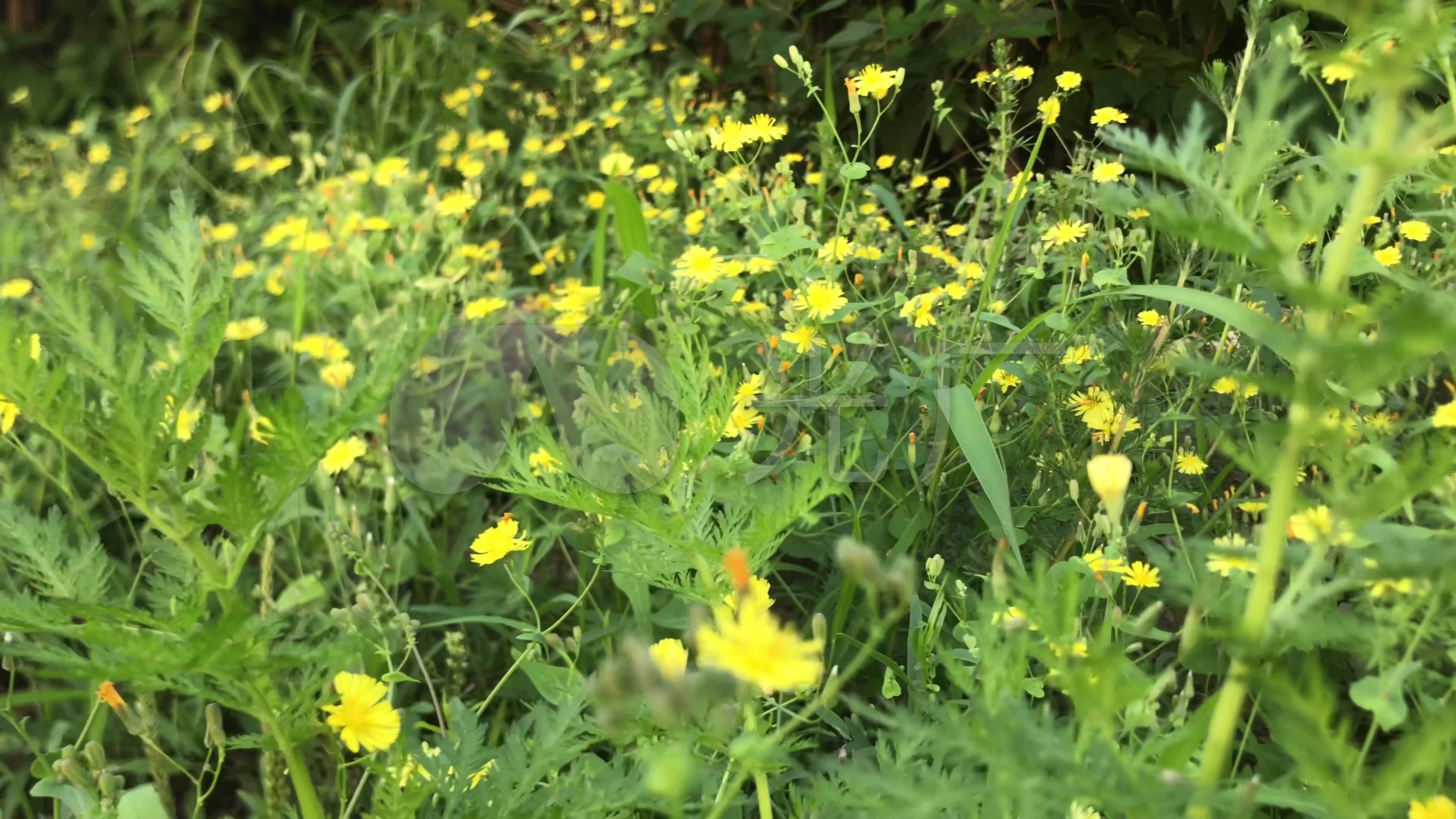 实拍绿地植物野草小黄花美景