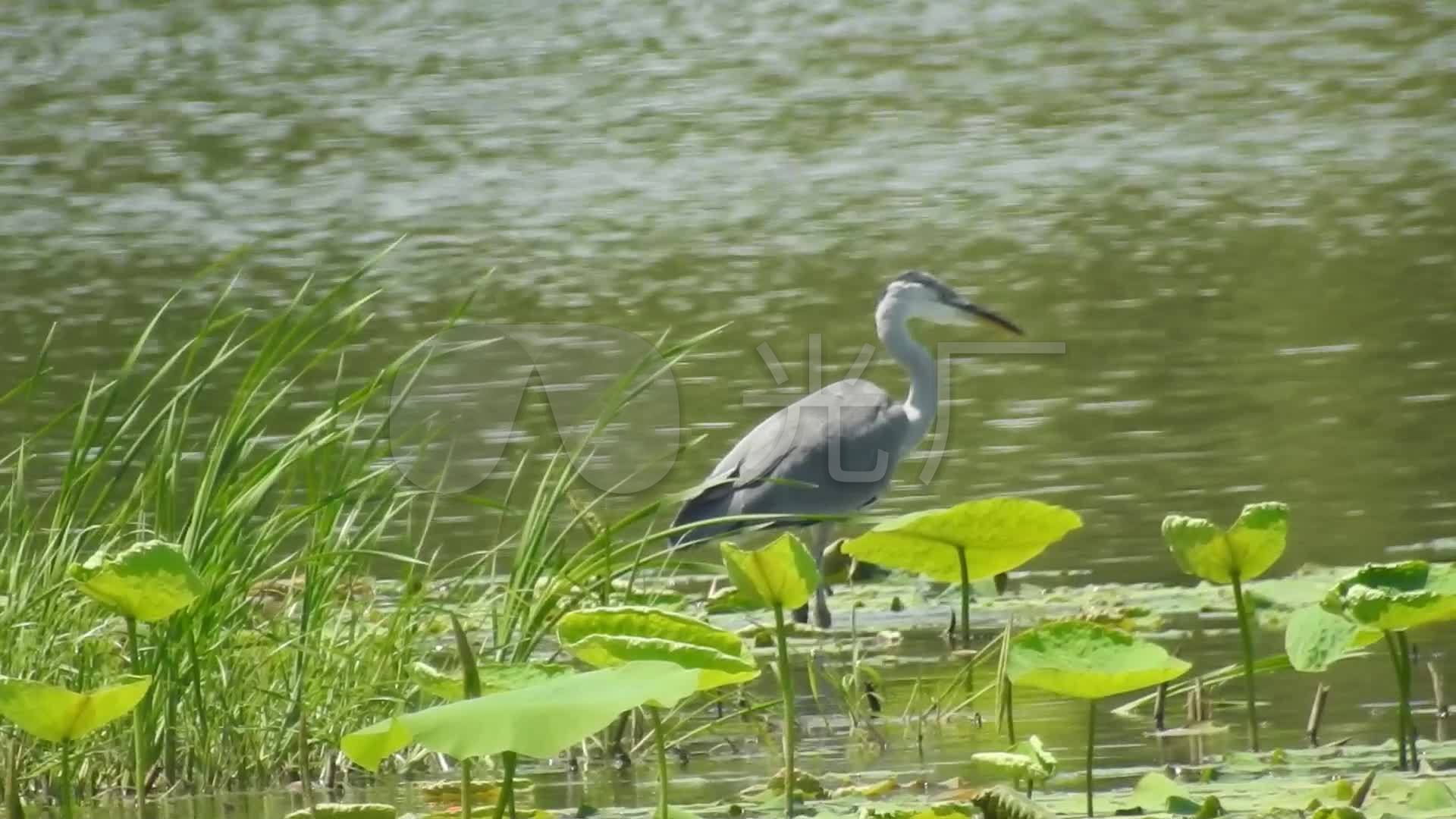 苍鹭水鸟